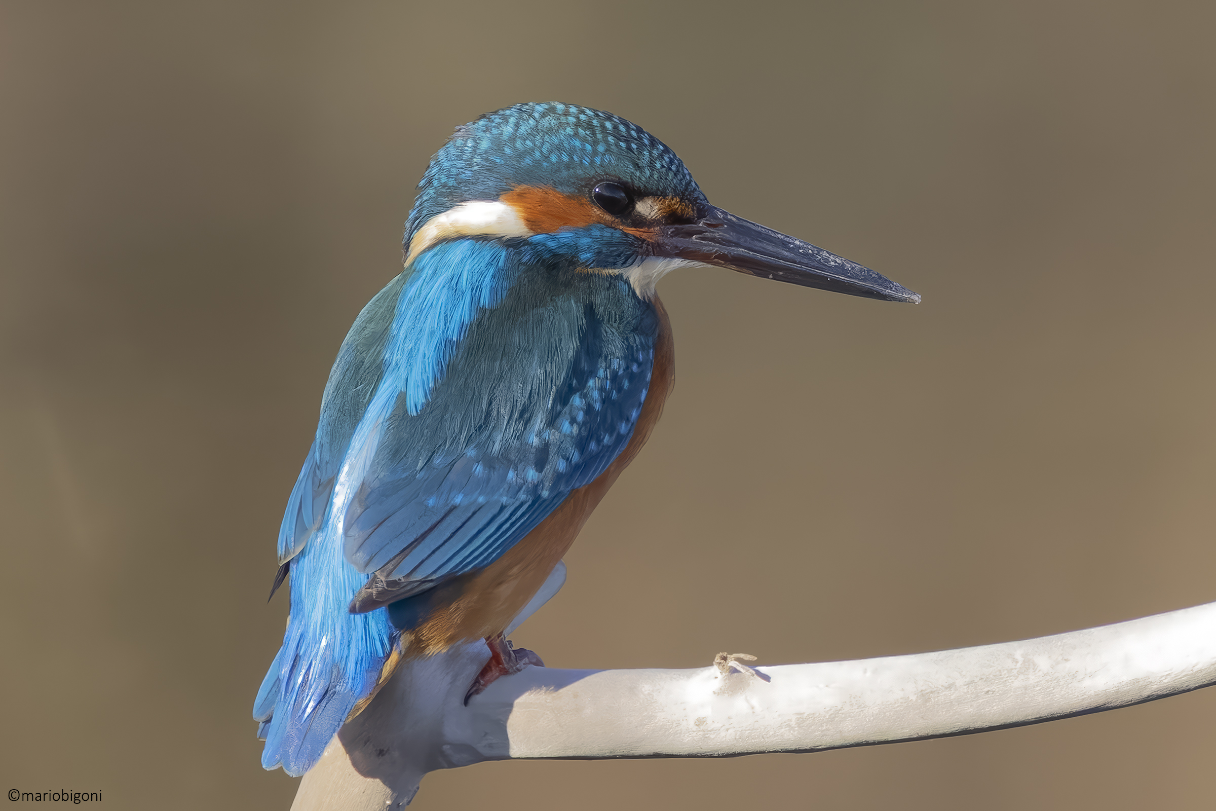 Male kingfisher