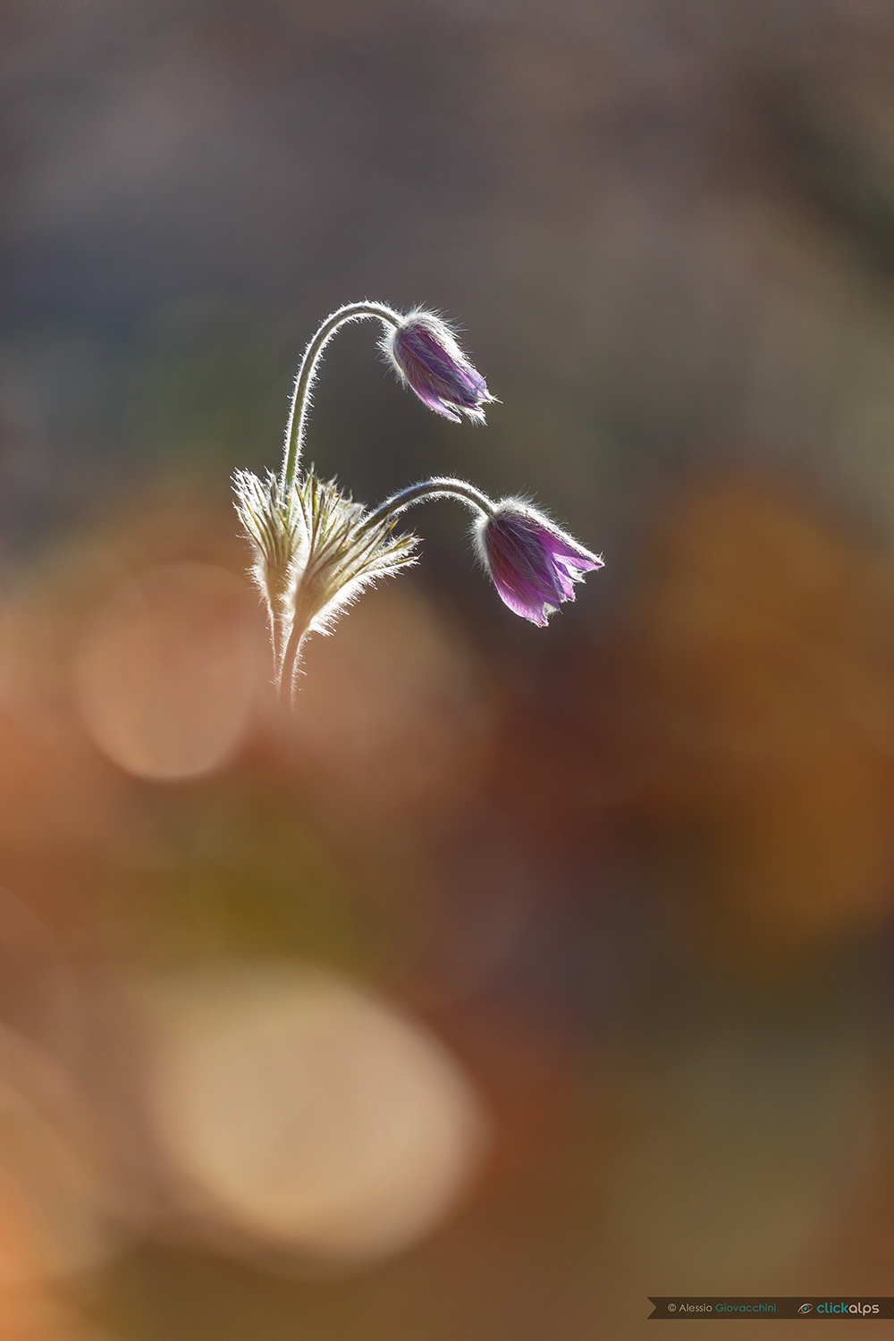 Pulsatilla