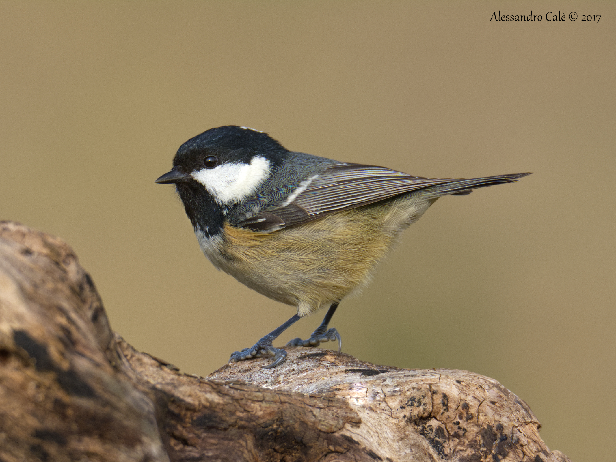 Parus Ater (Black) 4584