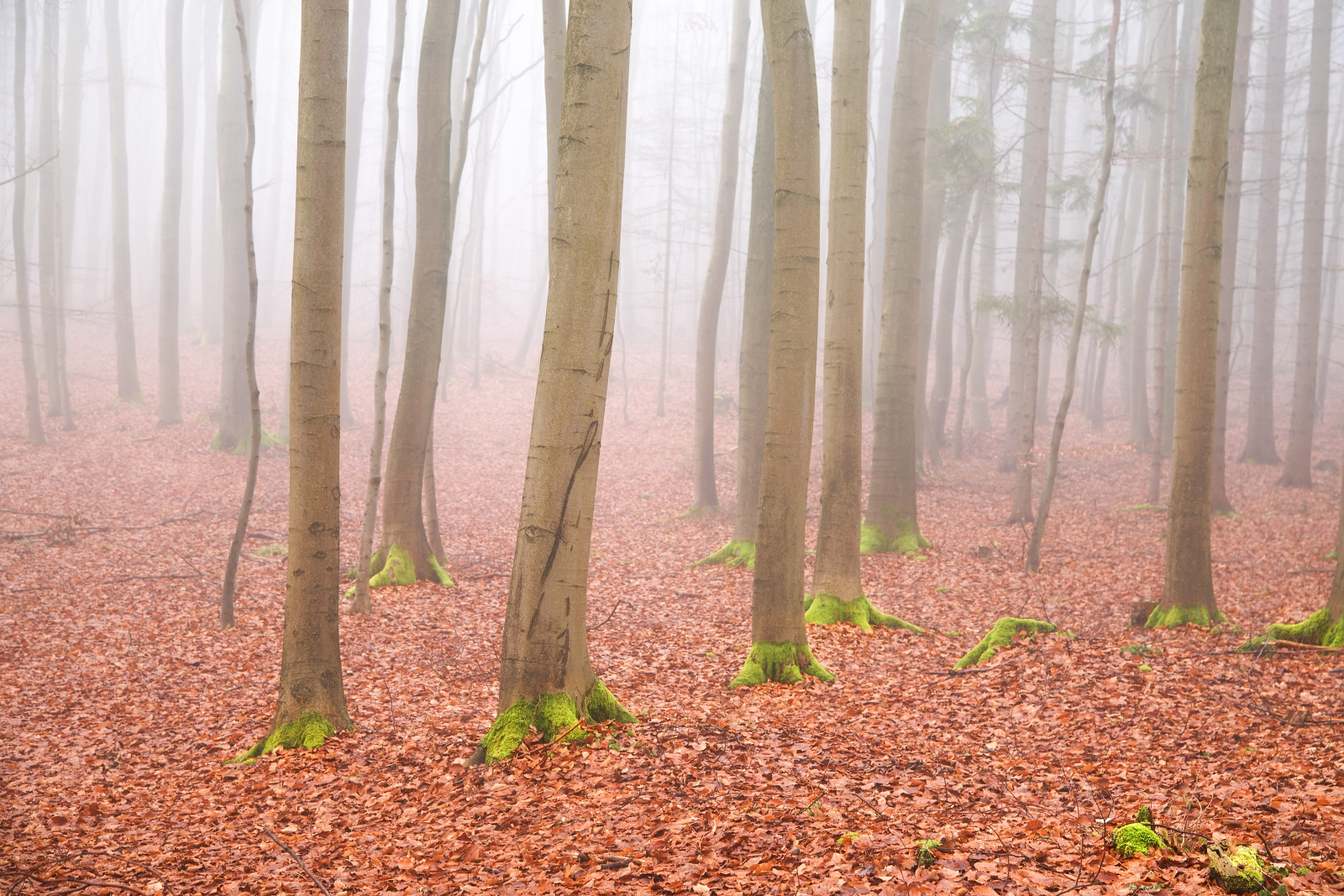 Alberi con i calzini
