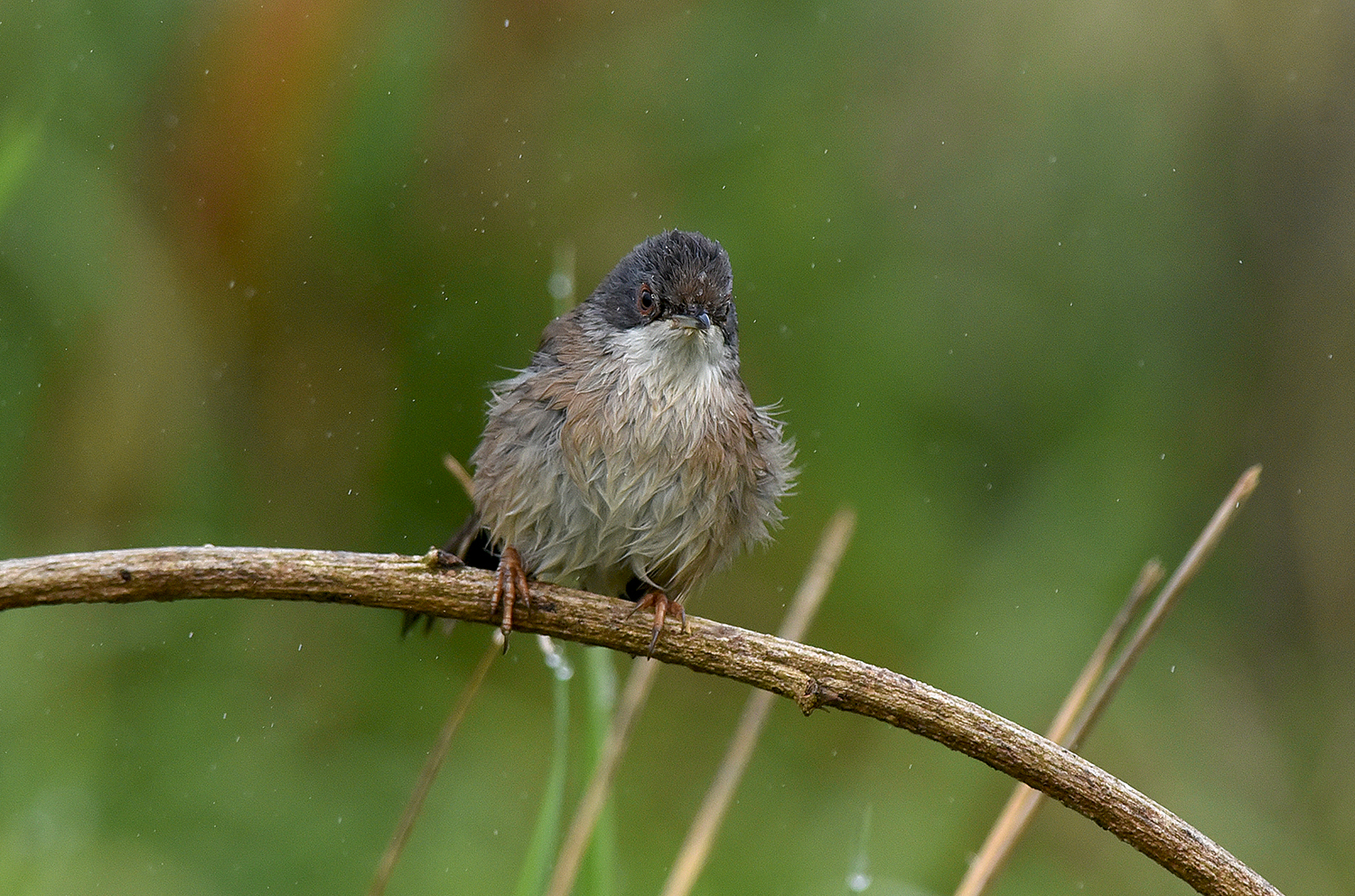 Wet Occhicotto