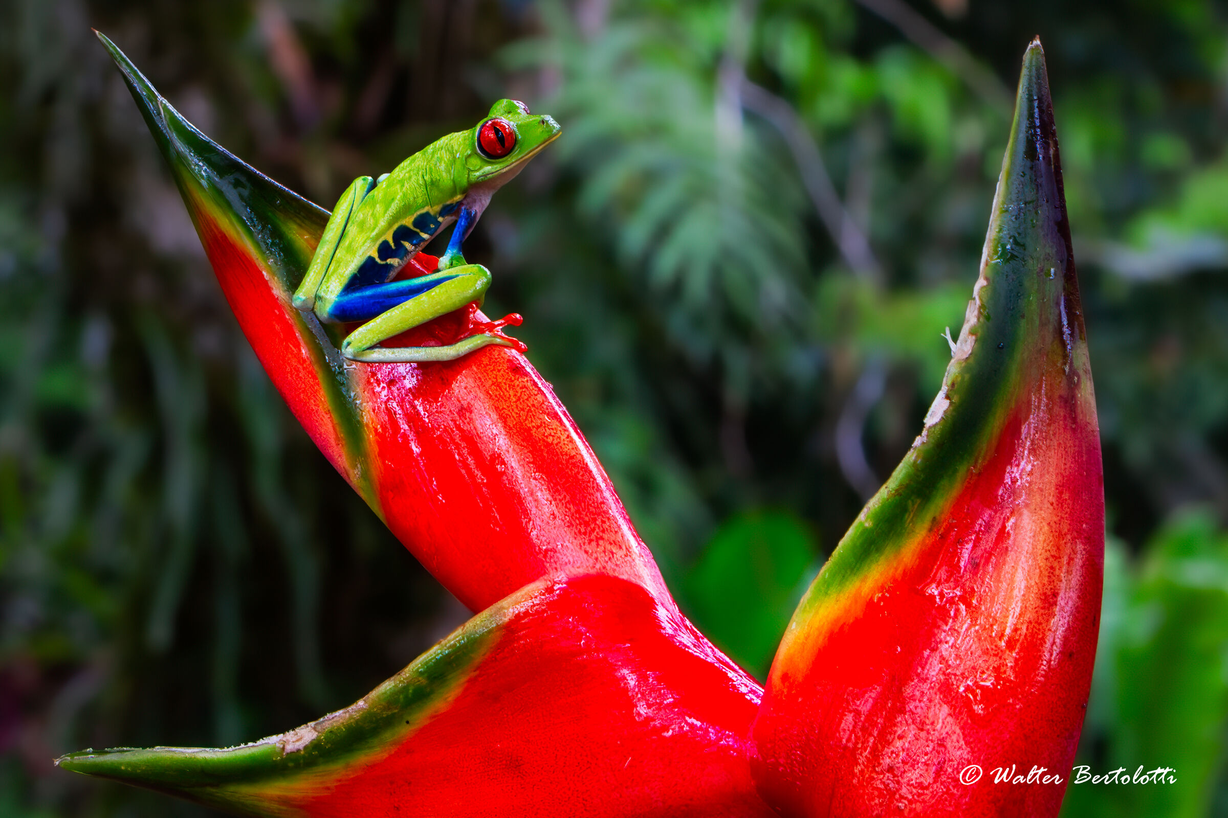 raganella dagli occhi rossi