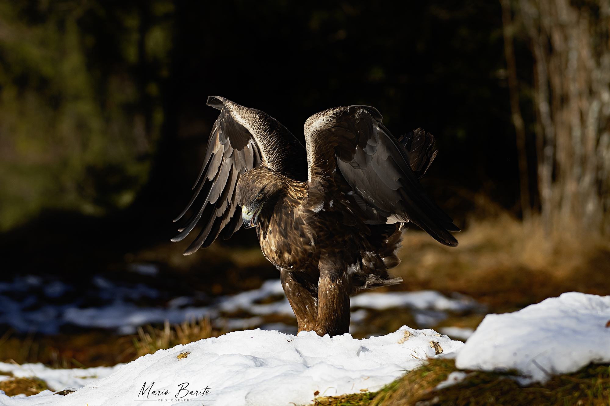 Golden Eagle