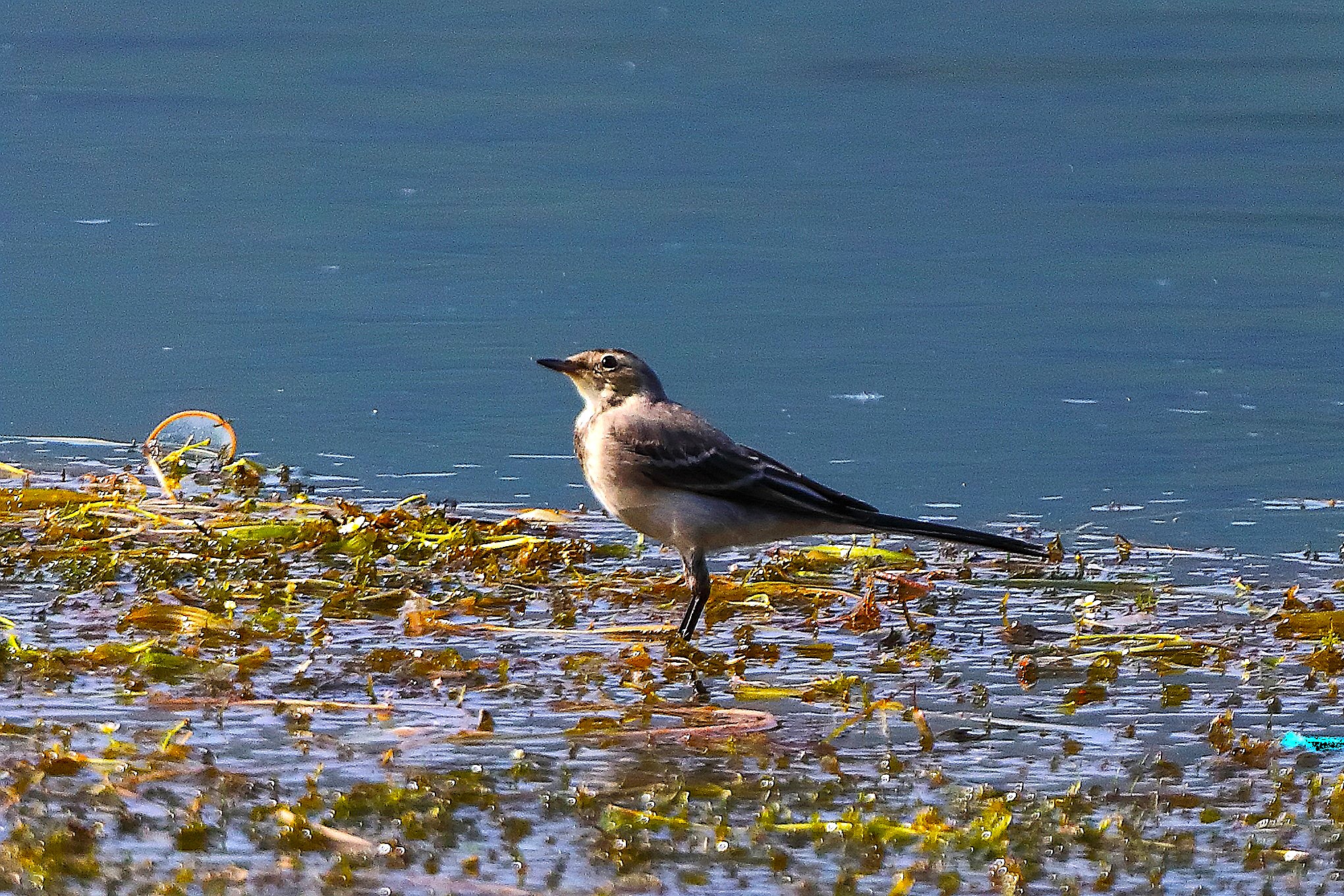 Ballerina B 16 luglio 2025 - 0055