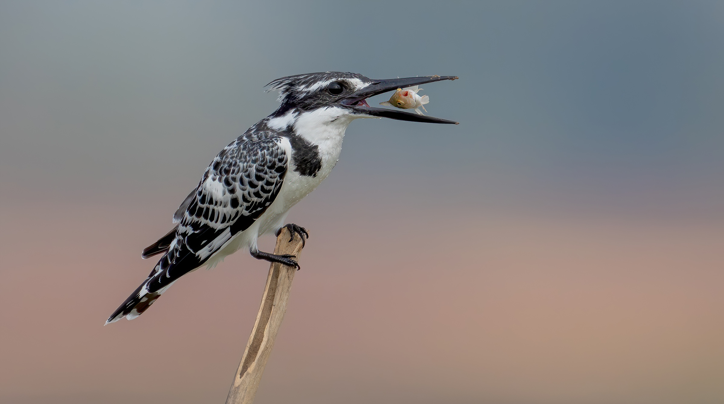 Pied kingfisher