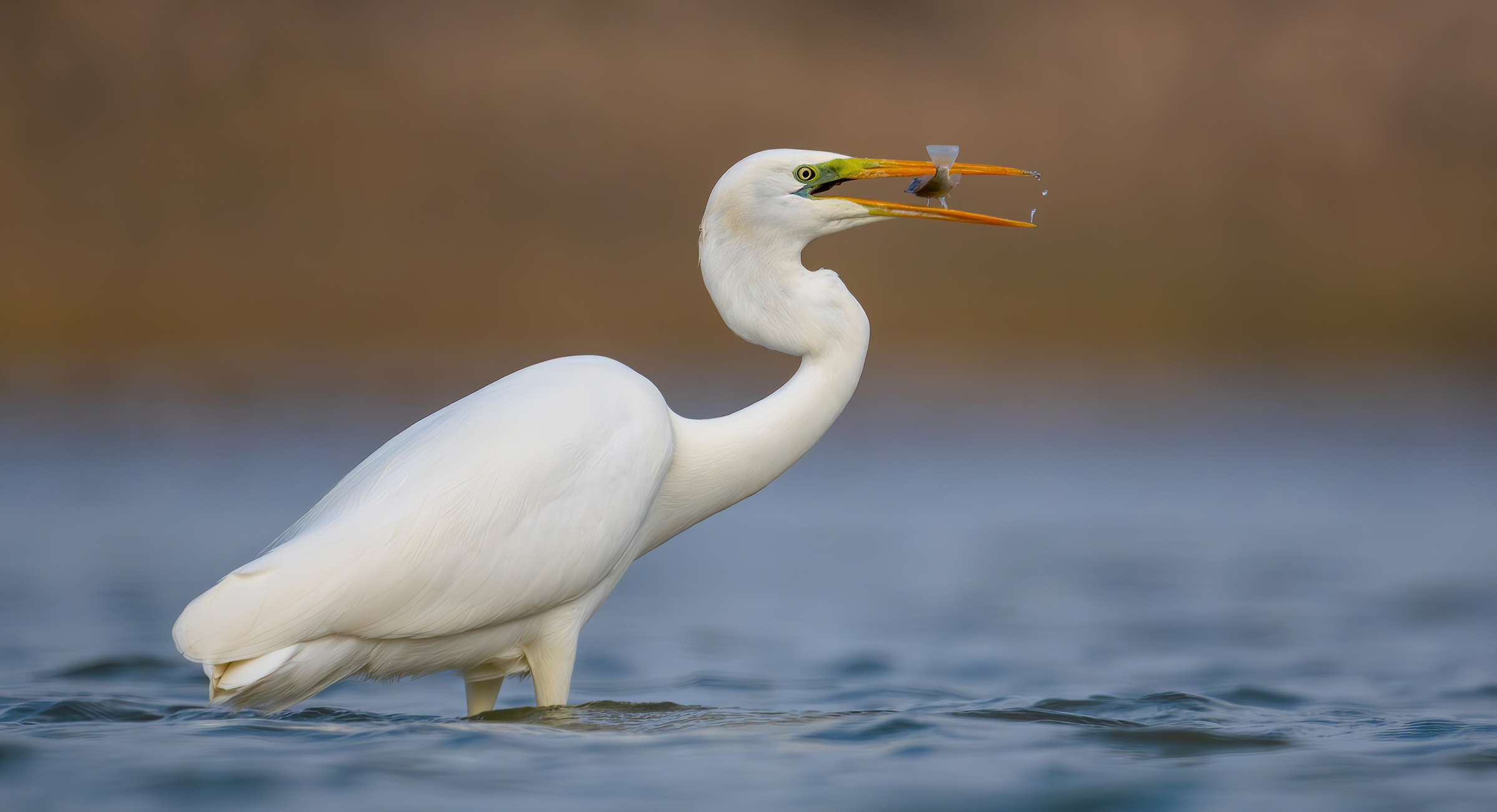 Great egret