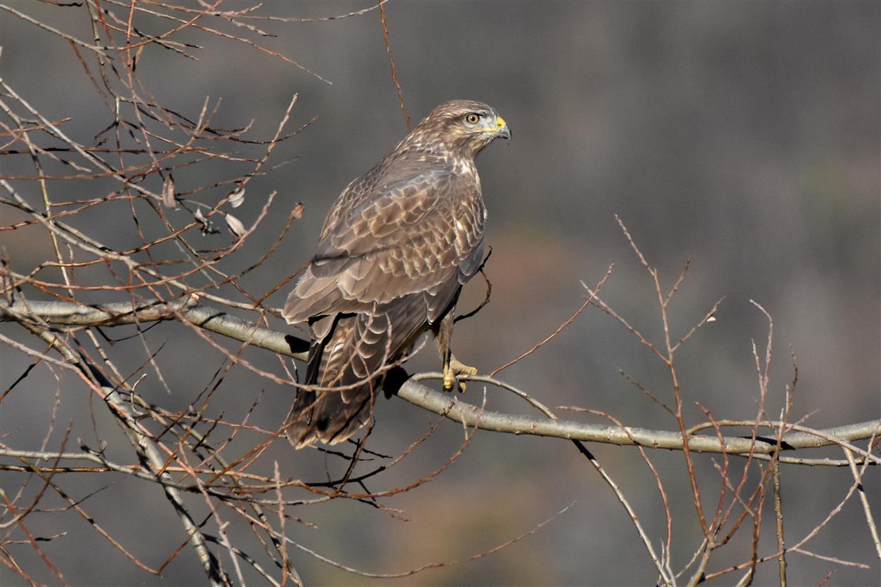 Lurking buzzard