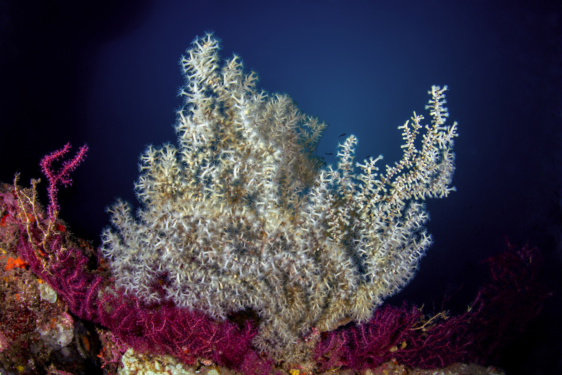 Tablecloth - Banco Santa Croce