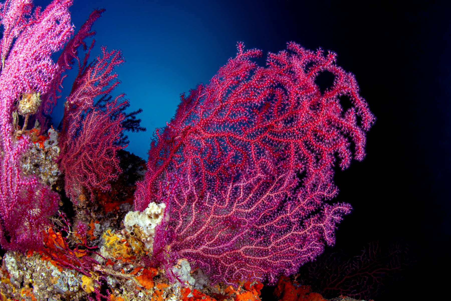 Gorgonia Rossa - Banco Santa Croce