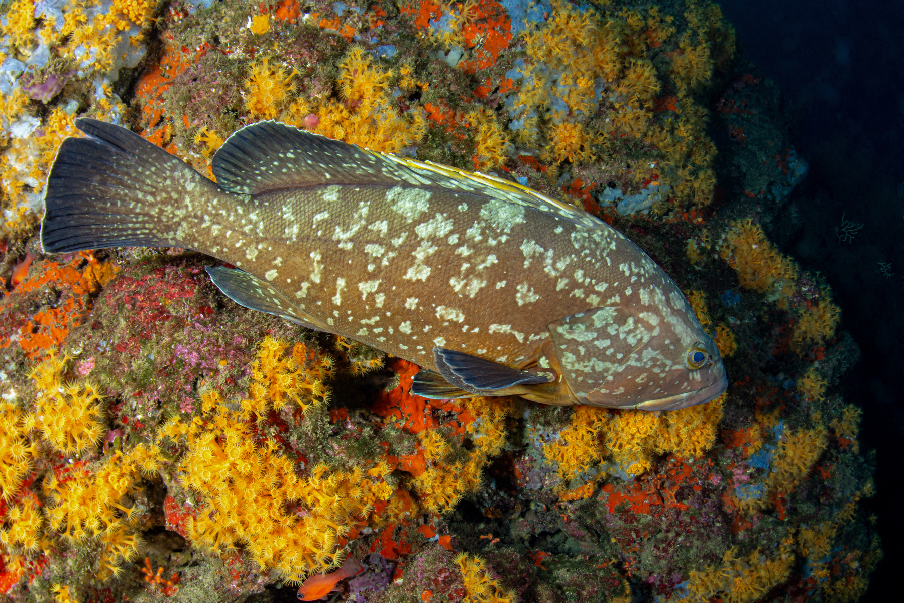 Grouper - Banco Santa Croce