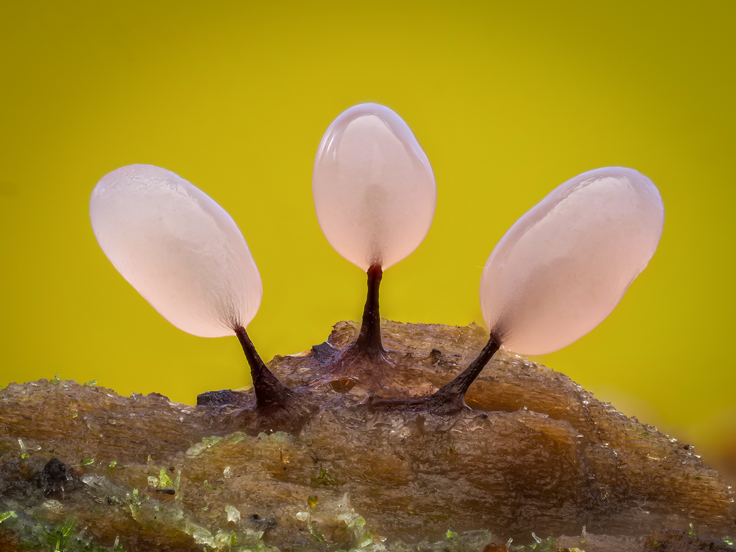 Comatricha sp.