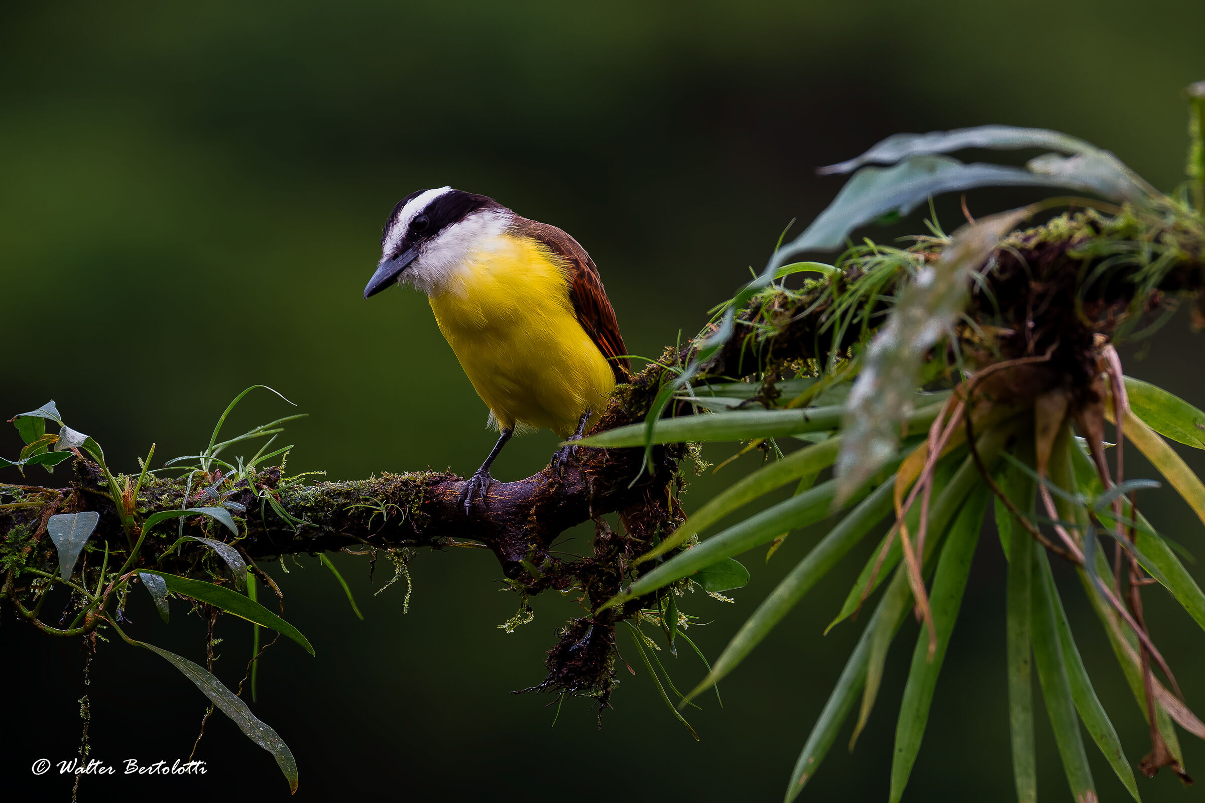 Pitango solforato (Pitangus sulphuratus)