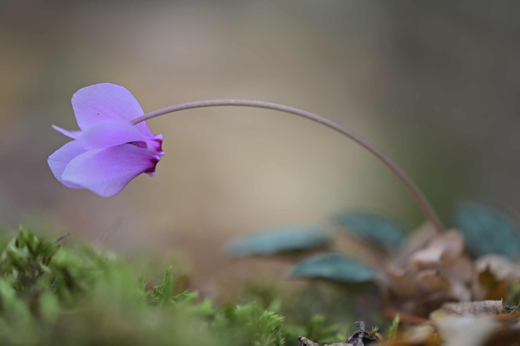 Cyclamen