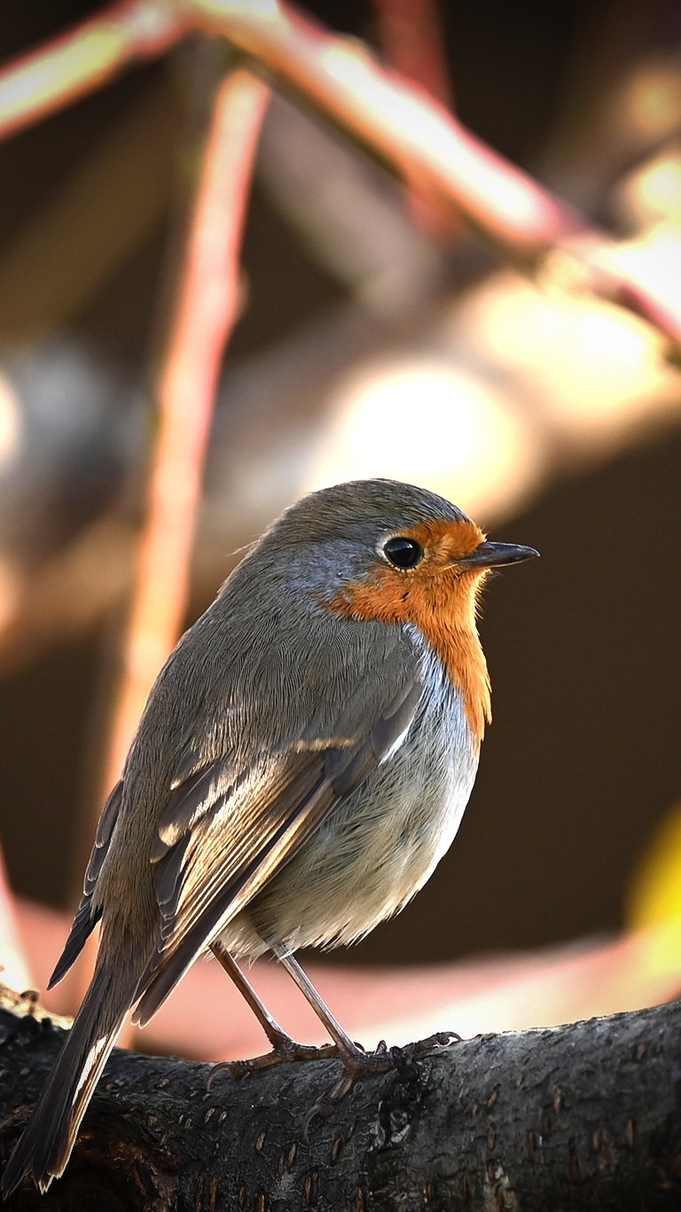 Robin...