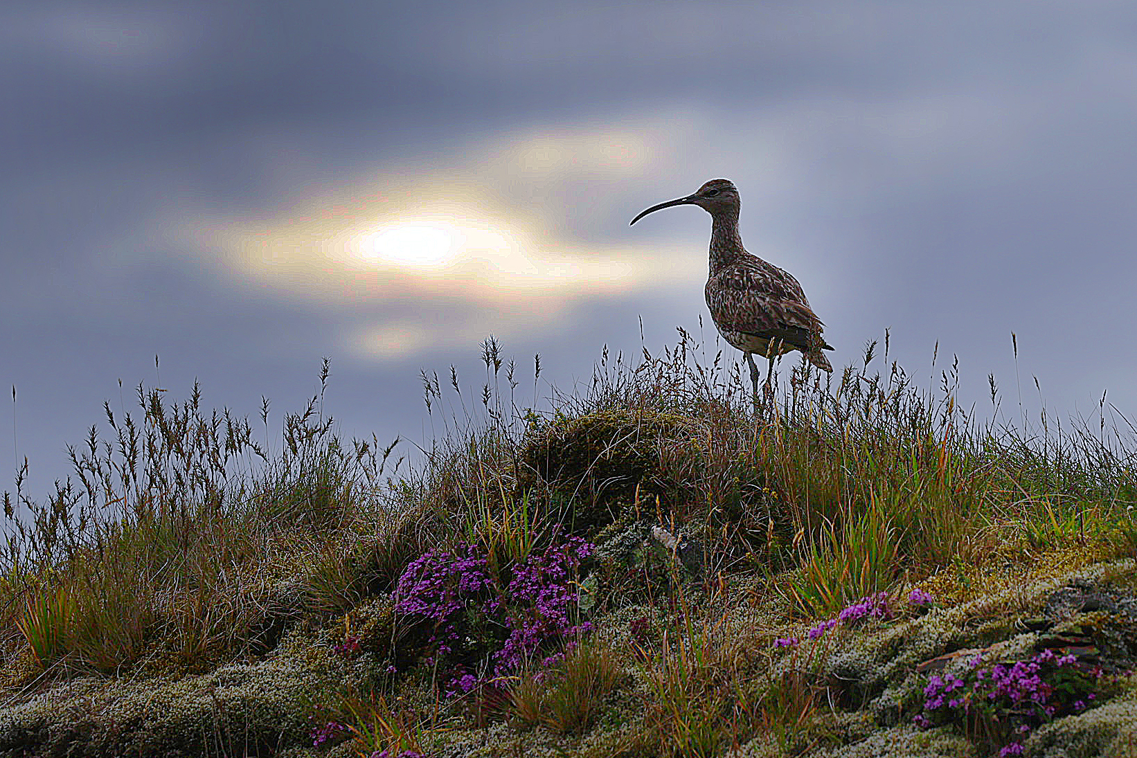 Greater Curlew