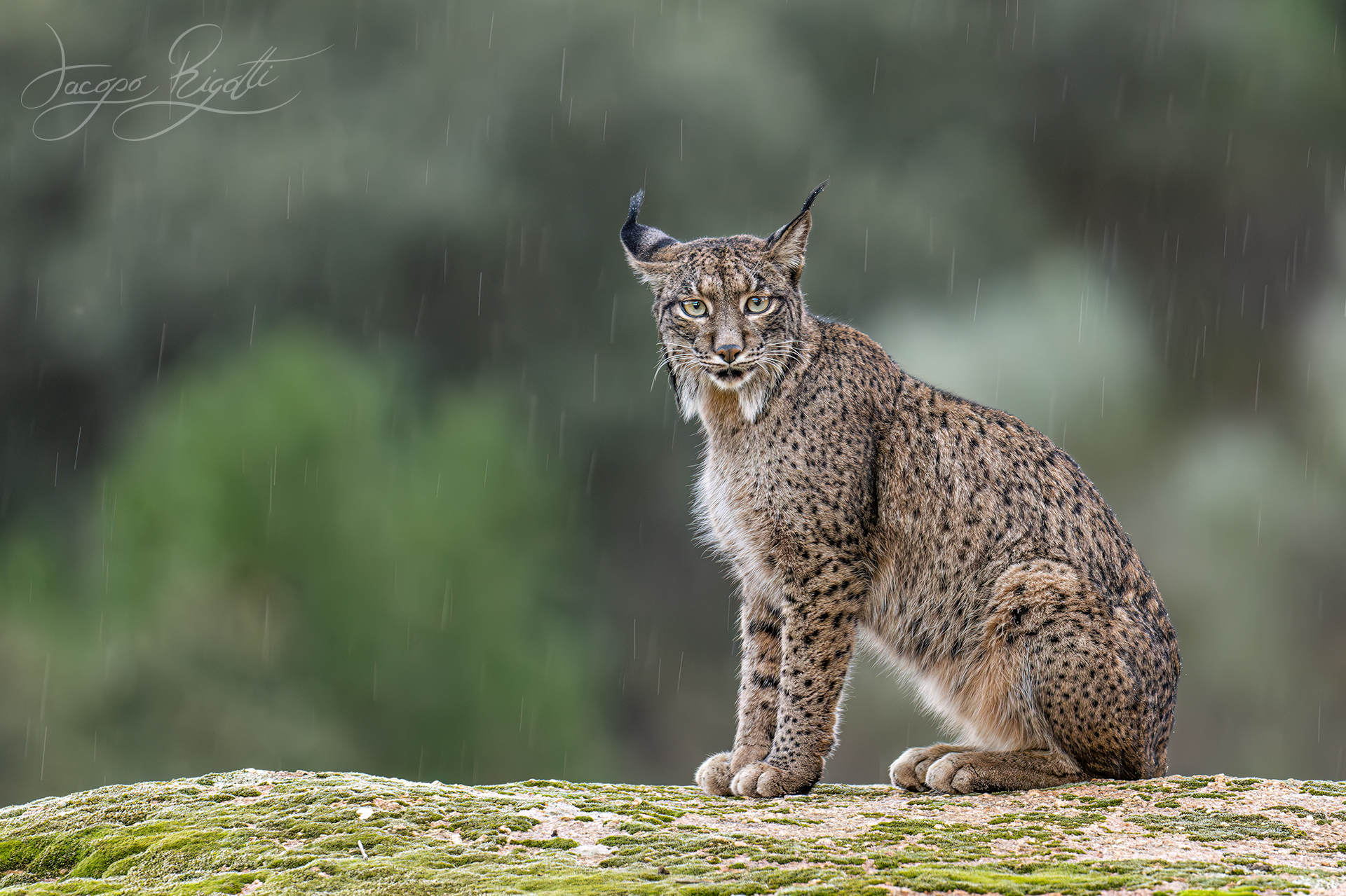 Lince iberica