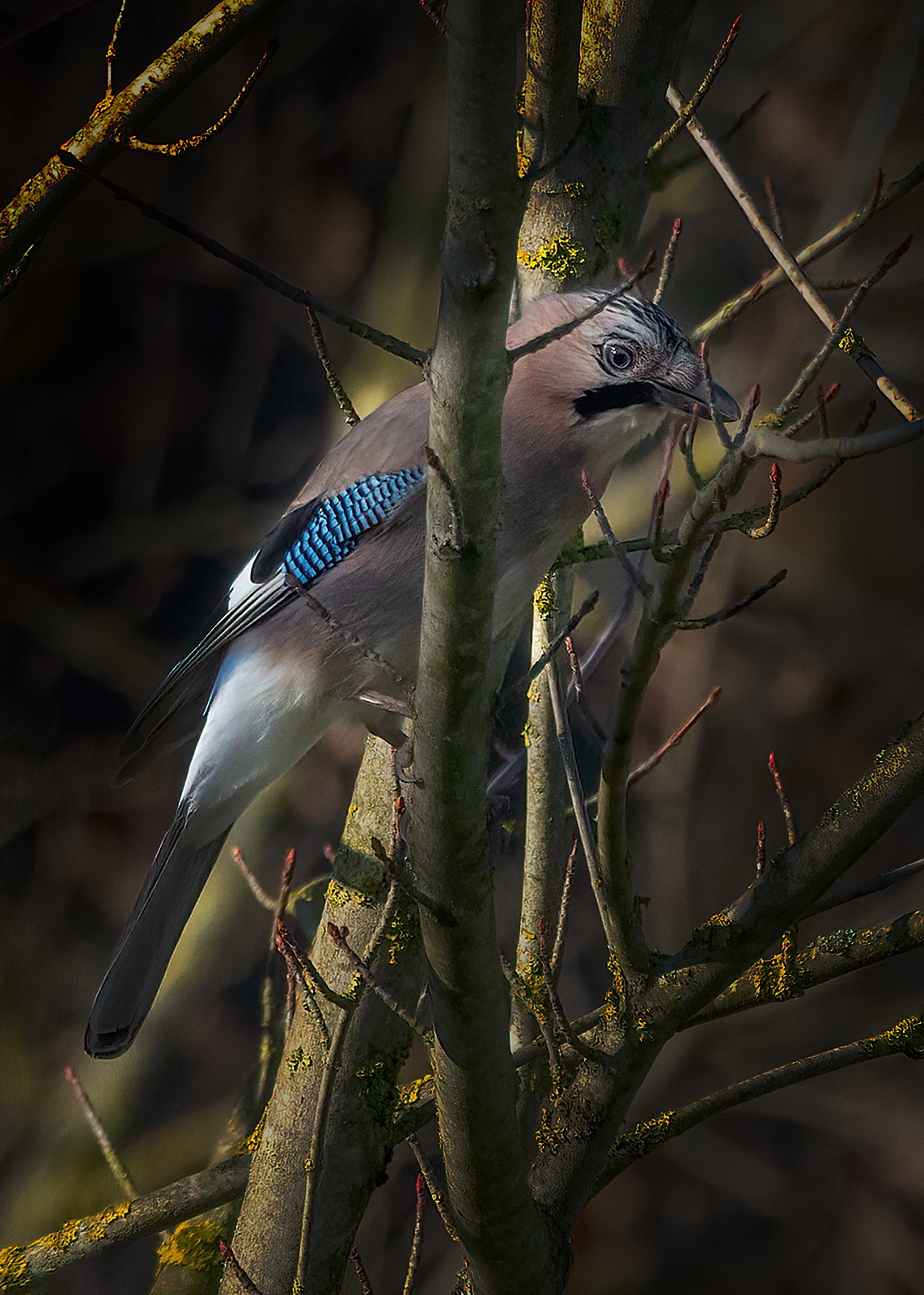 Ghiandaia luci e ombre