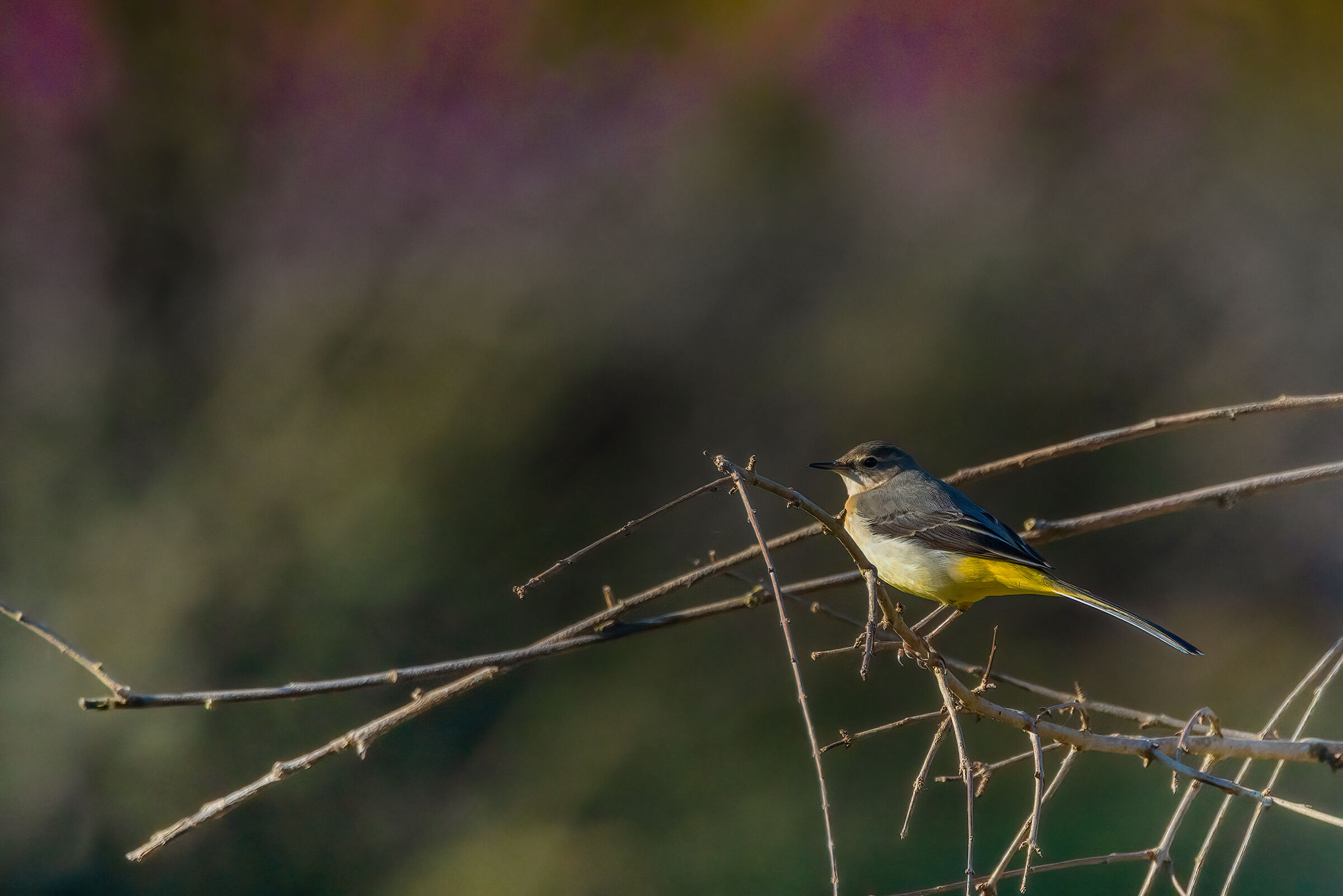 Ballerina gialla ambientata
