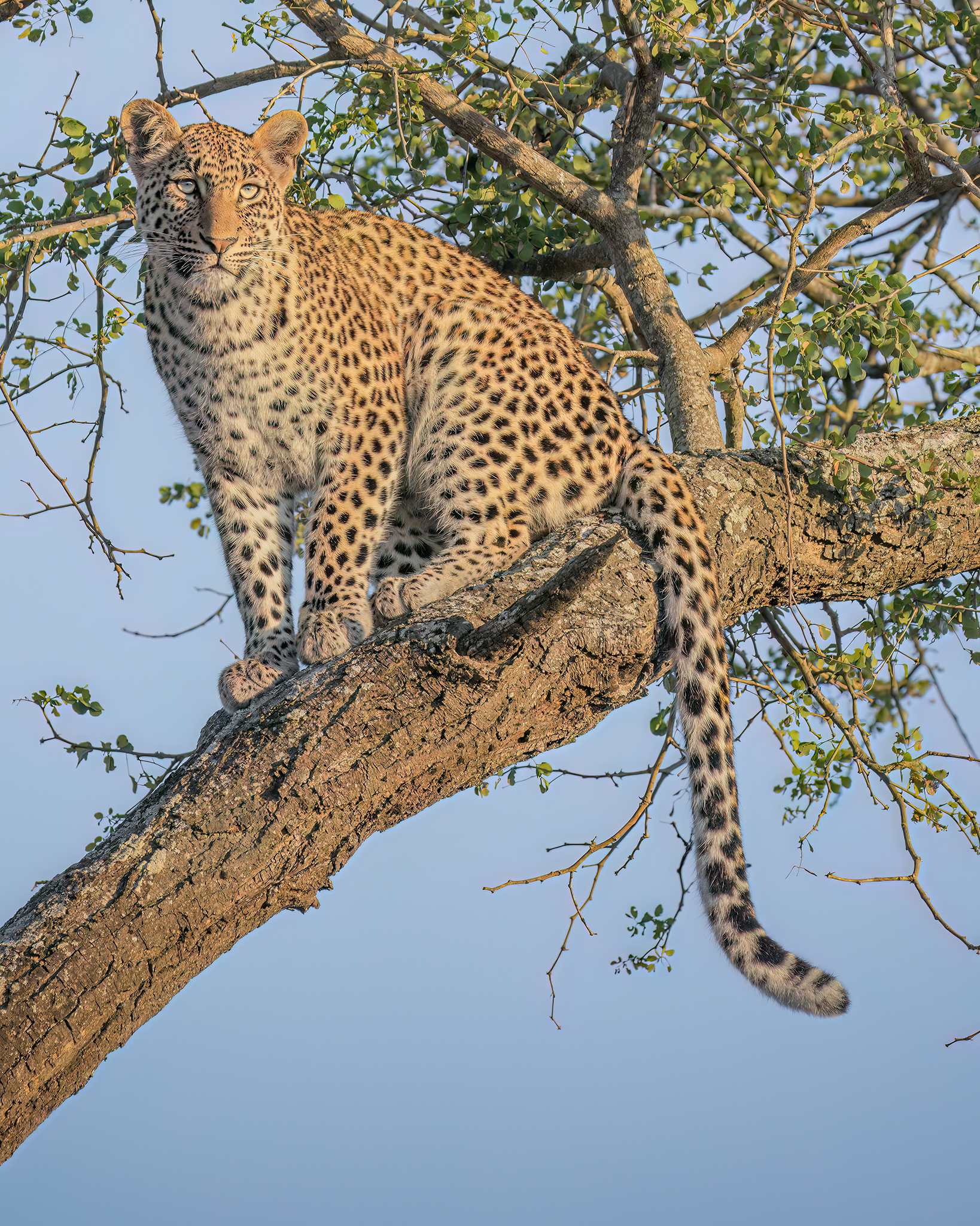 Lazy Cat
