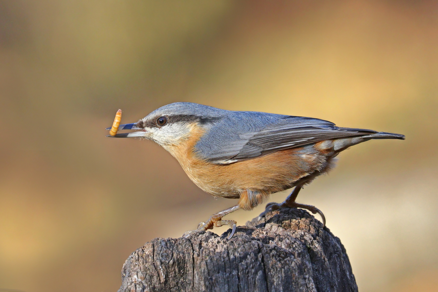 Nuthatch