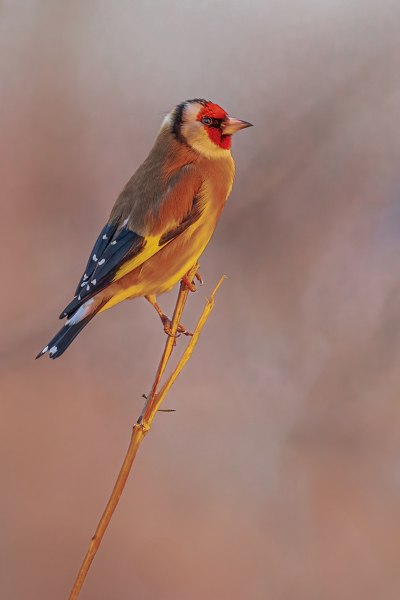Goldfinch