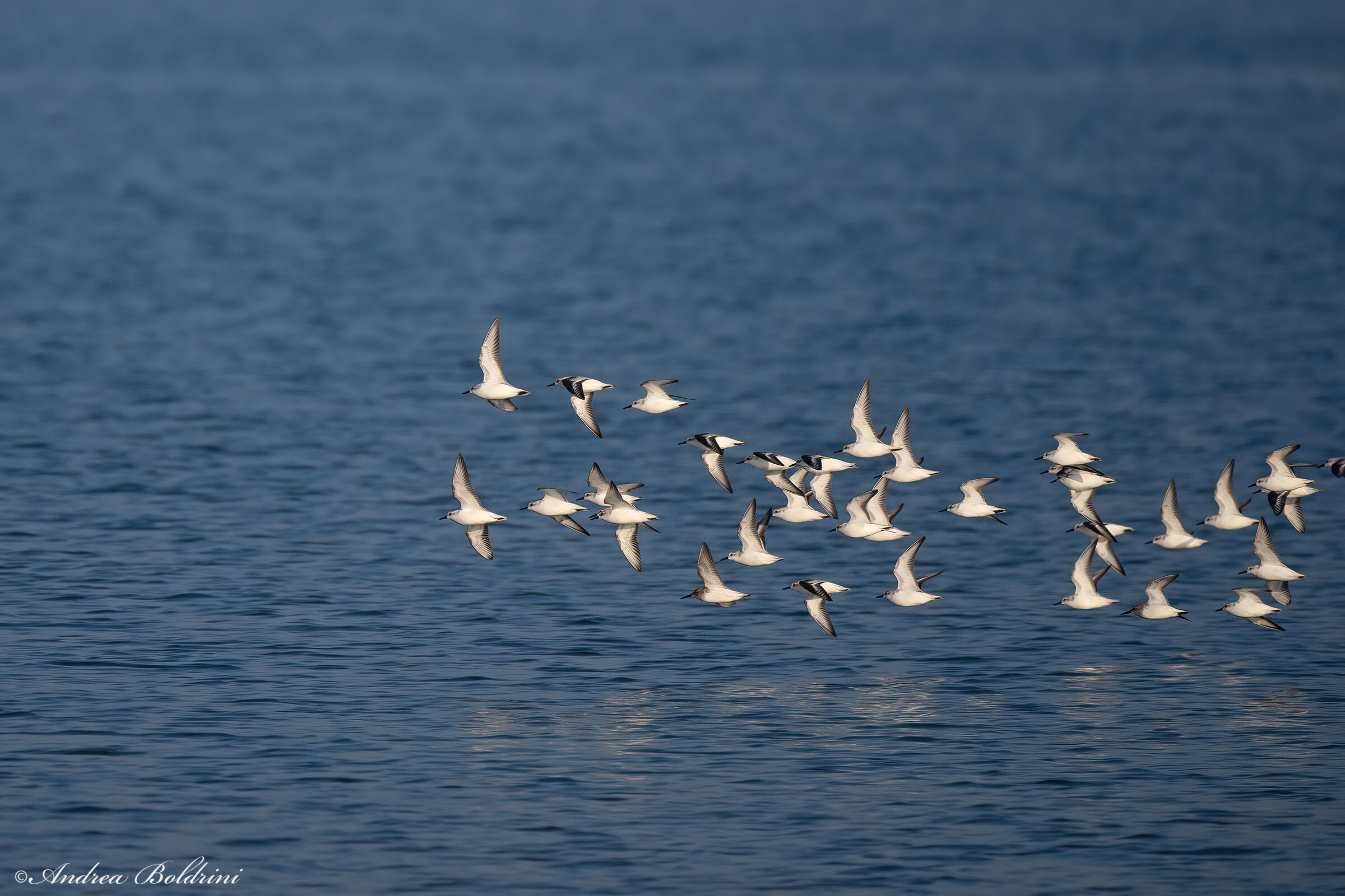 Piovanelli tridattilo