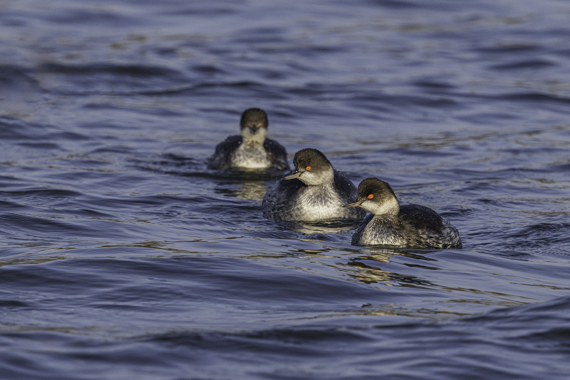 Little grebe