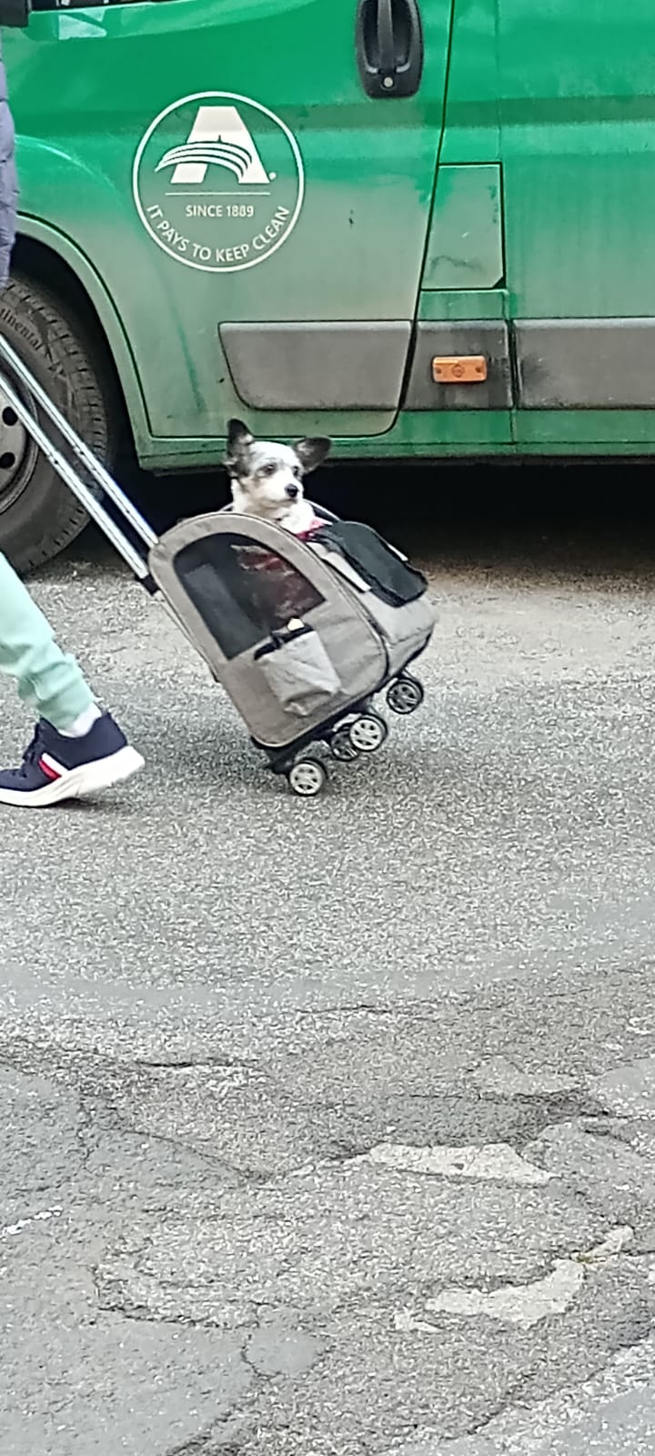 dog