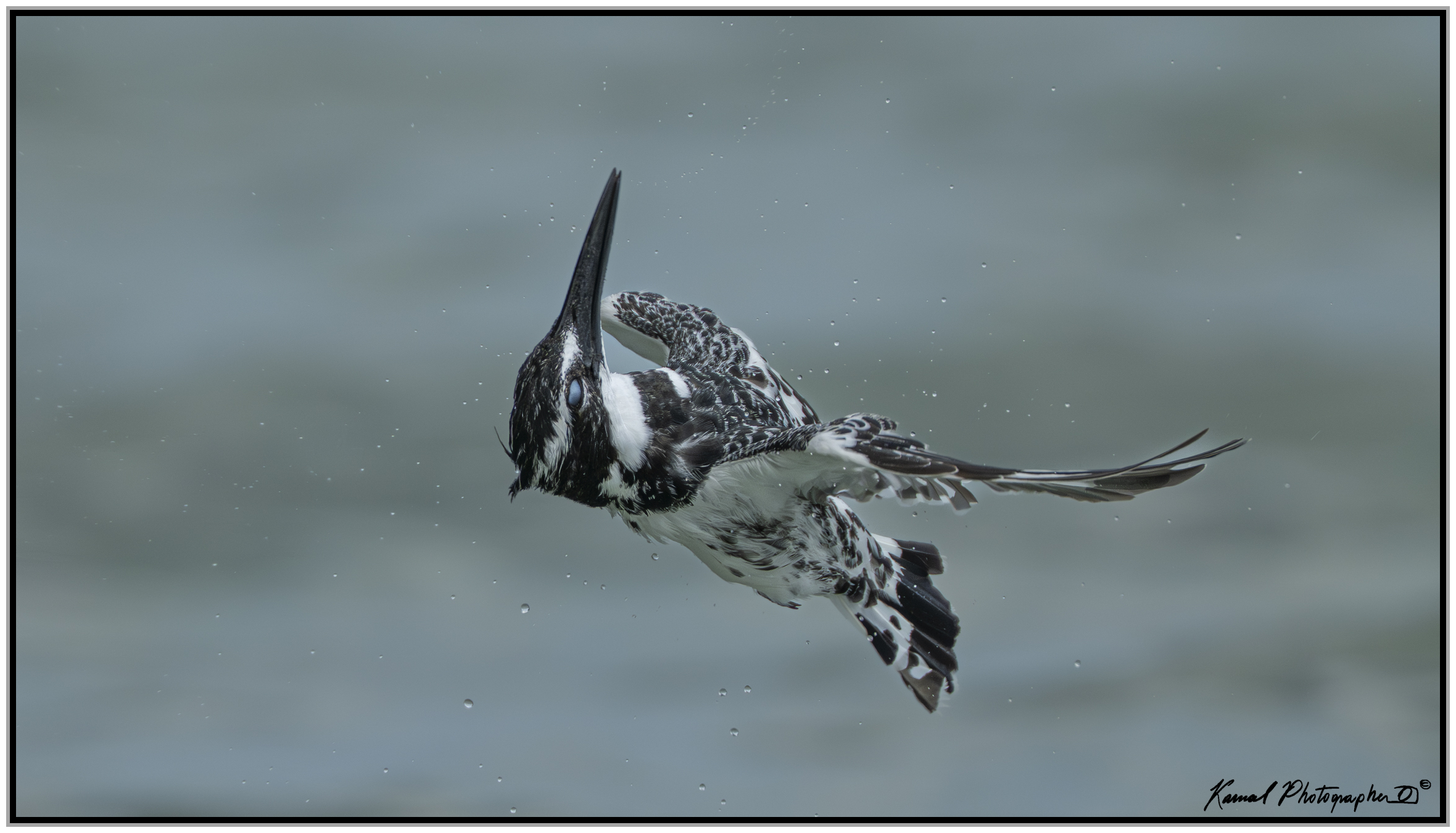Pied kingfisher (Ceryle rudis)