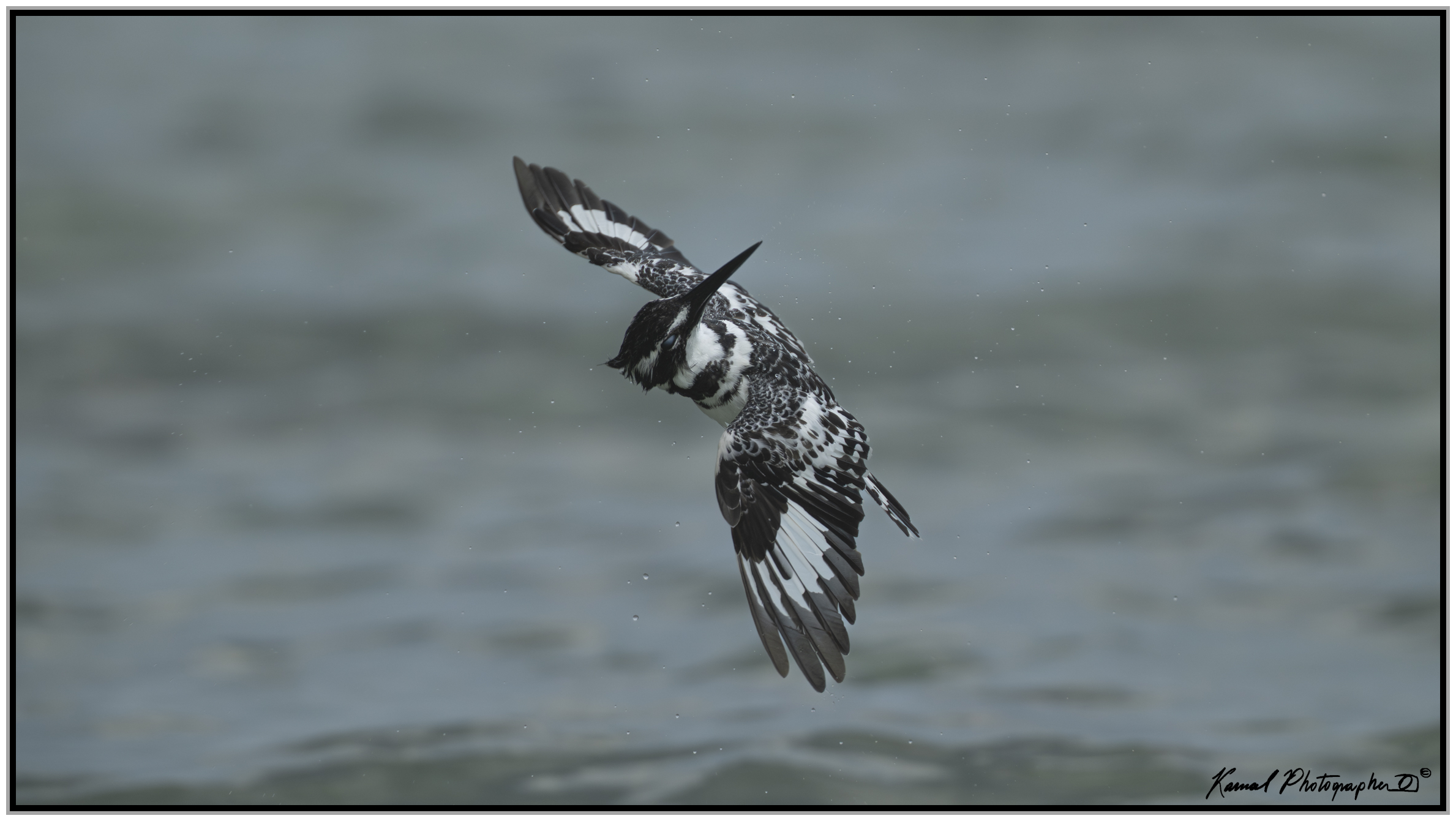Pied kingfisher (Ceryle rudis)