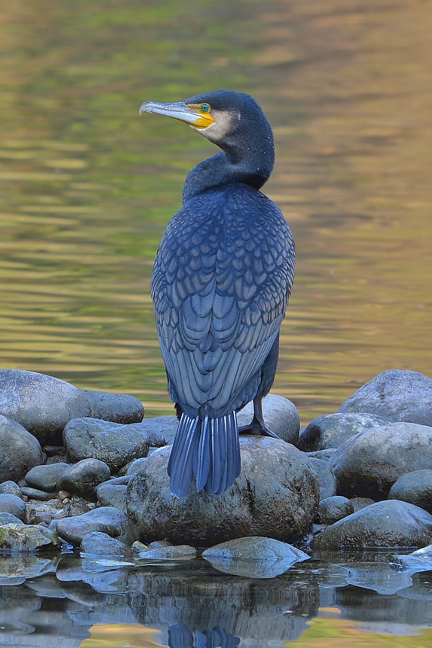 Cormorano