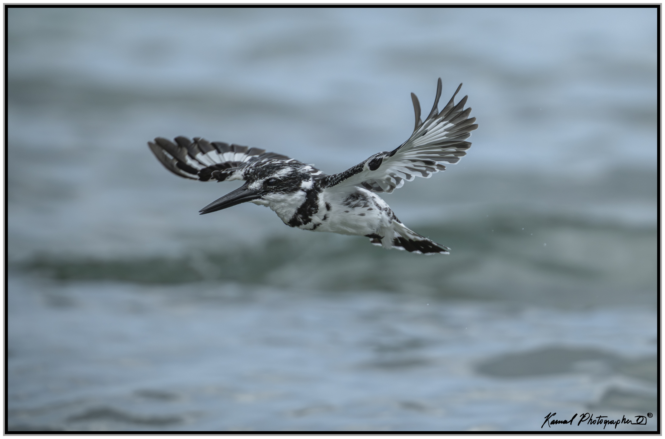 Pied kingfisher (Ceryle rudis)