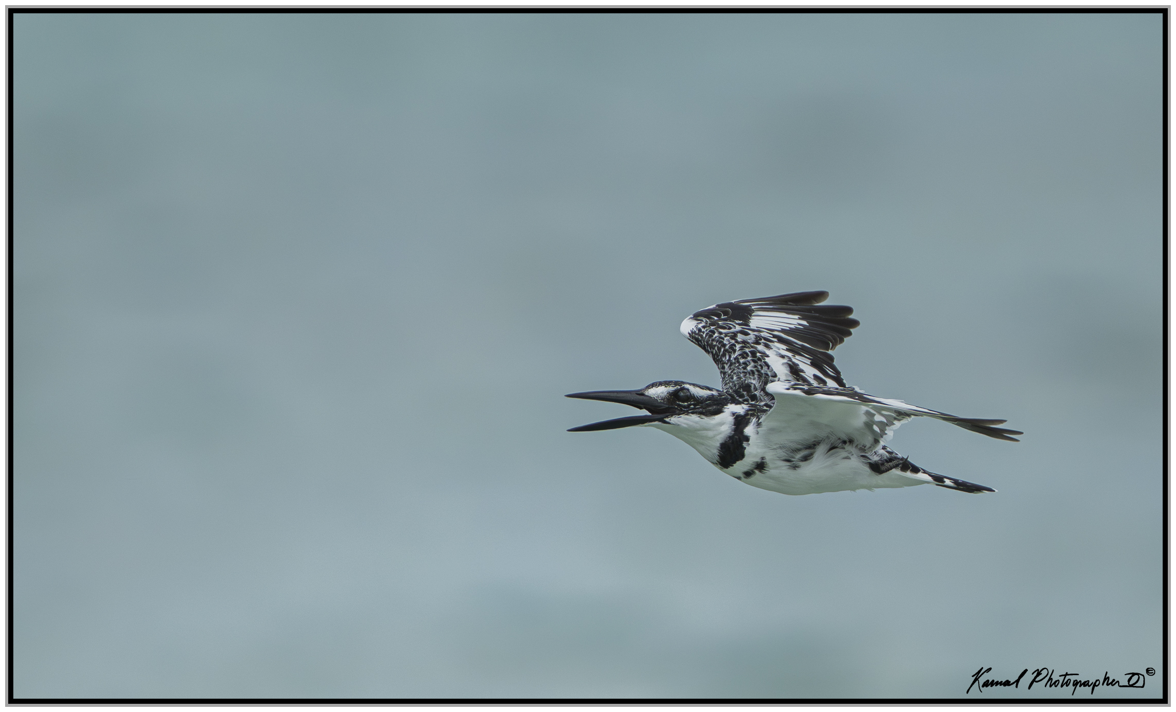 Pied kingfisher (Ceryle rudis)