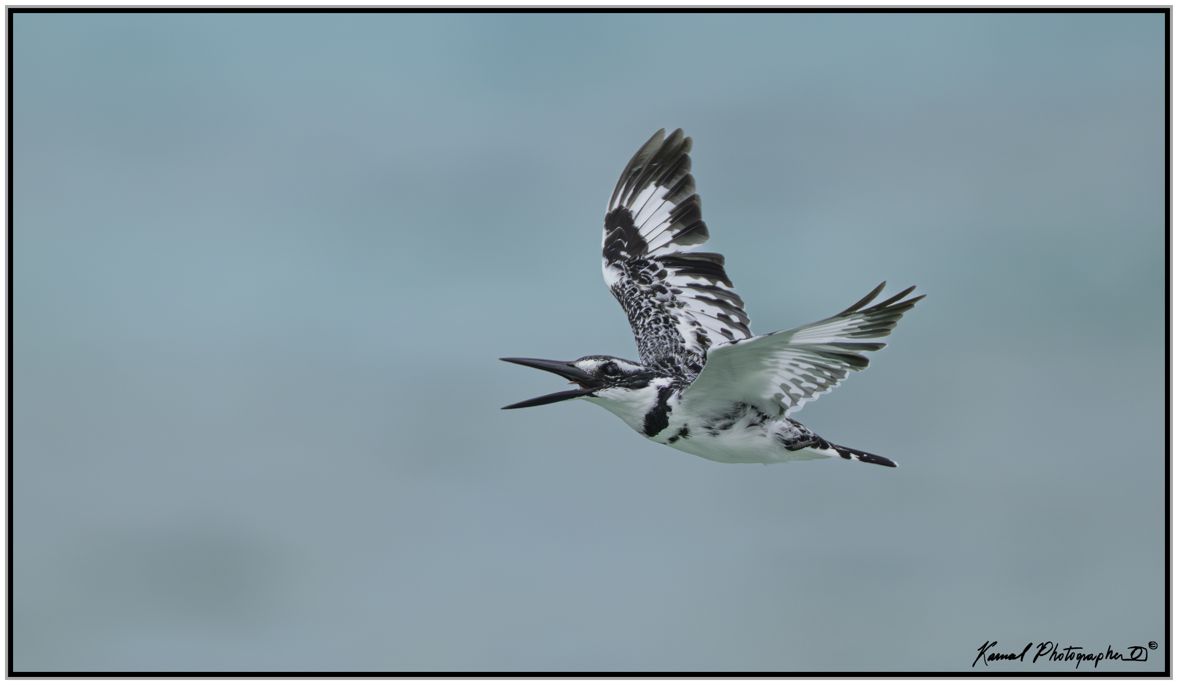 Pied kingfisher (Ceryle rudis)