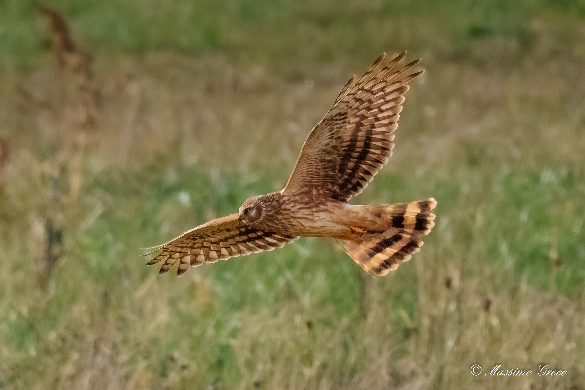 Albanella reale (Circus cyaneus) femmina
