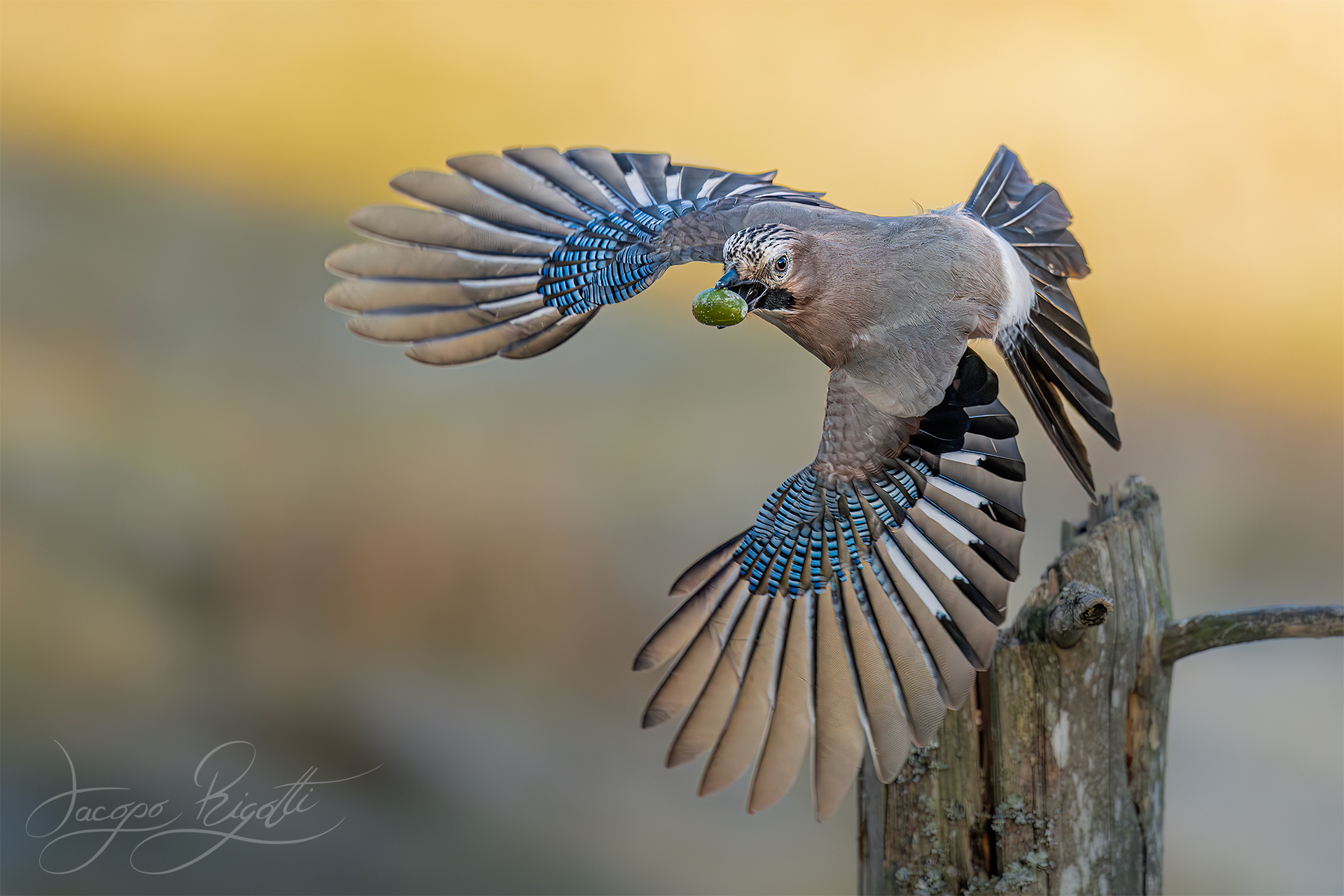 Jay with acorn