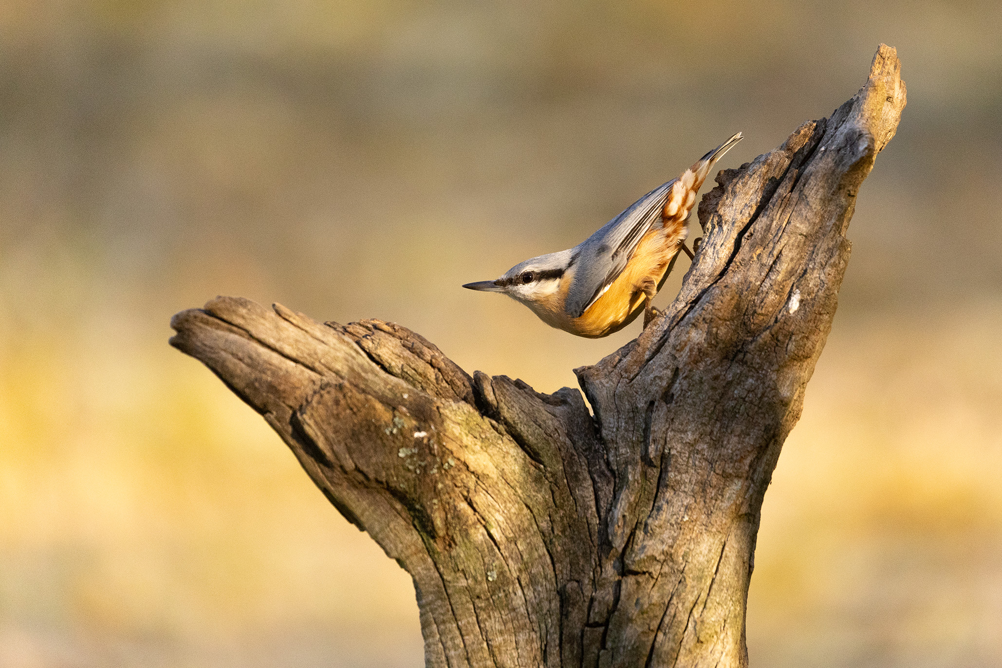 Nuthatch