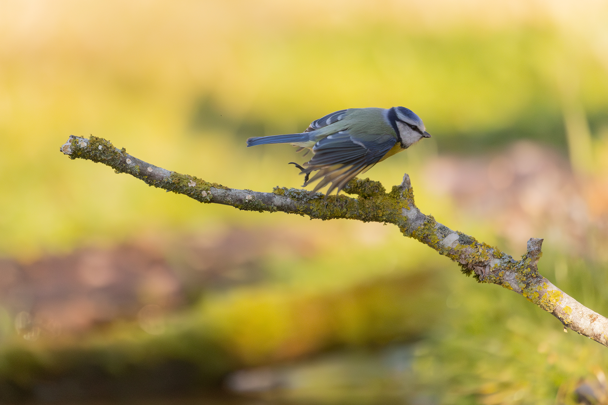 Take-off of the blue