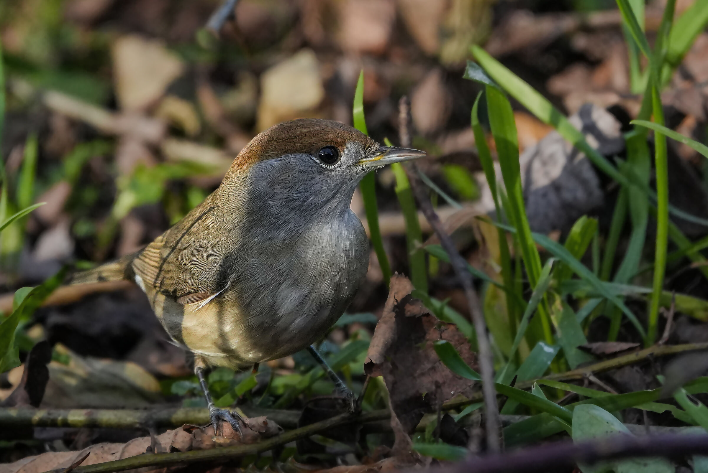 Blackcap fem.