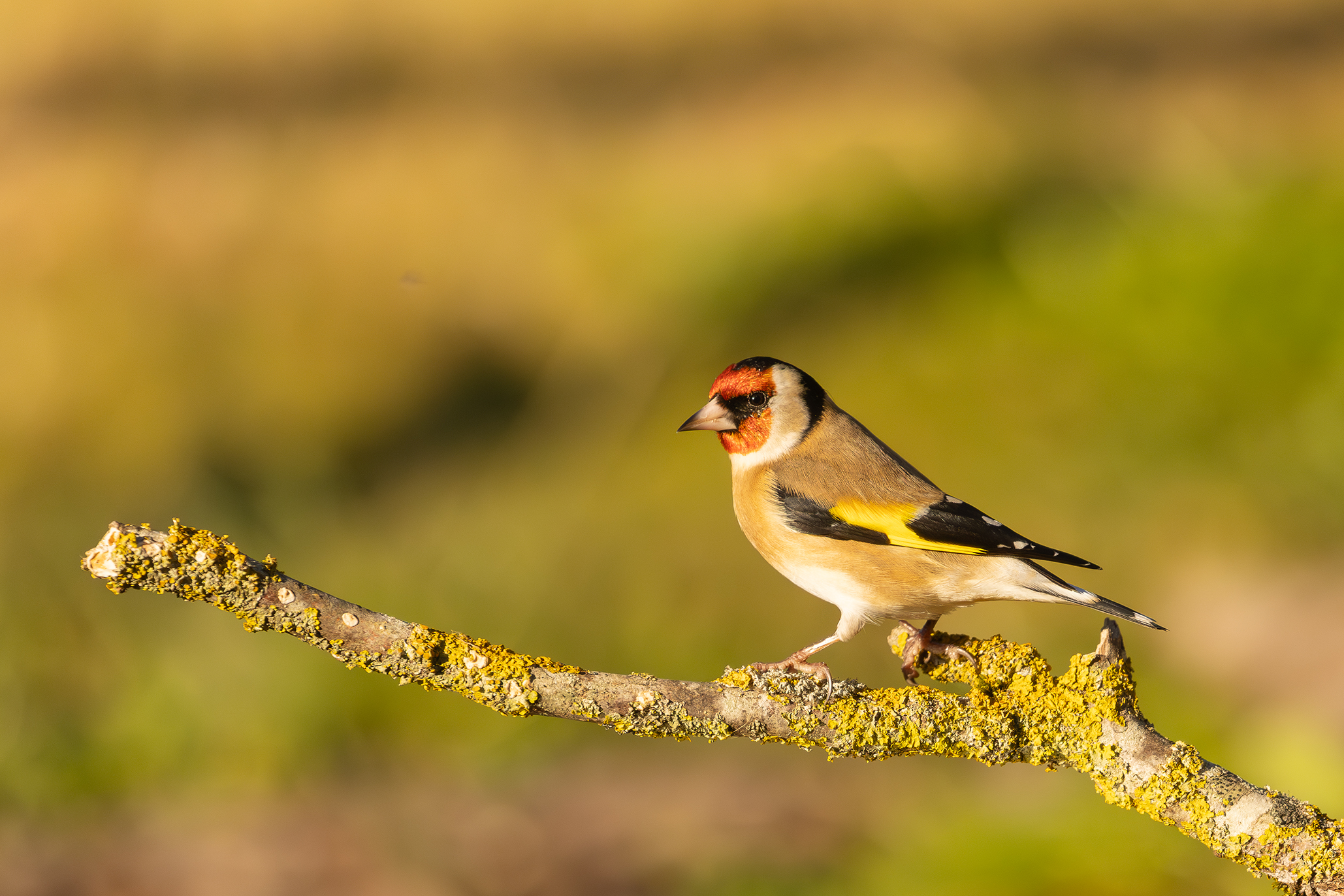 Goldfinch