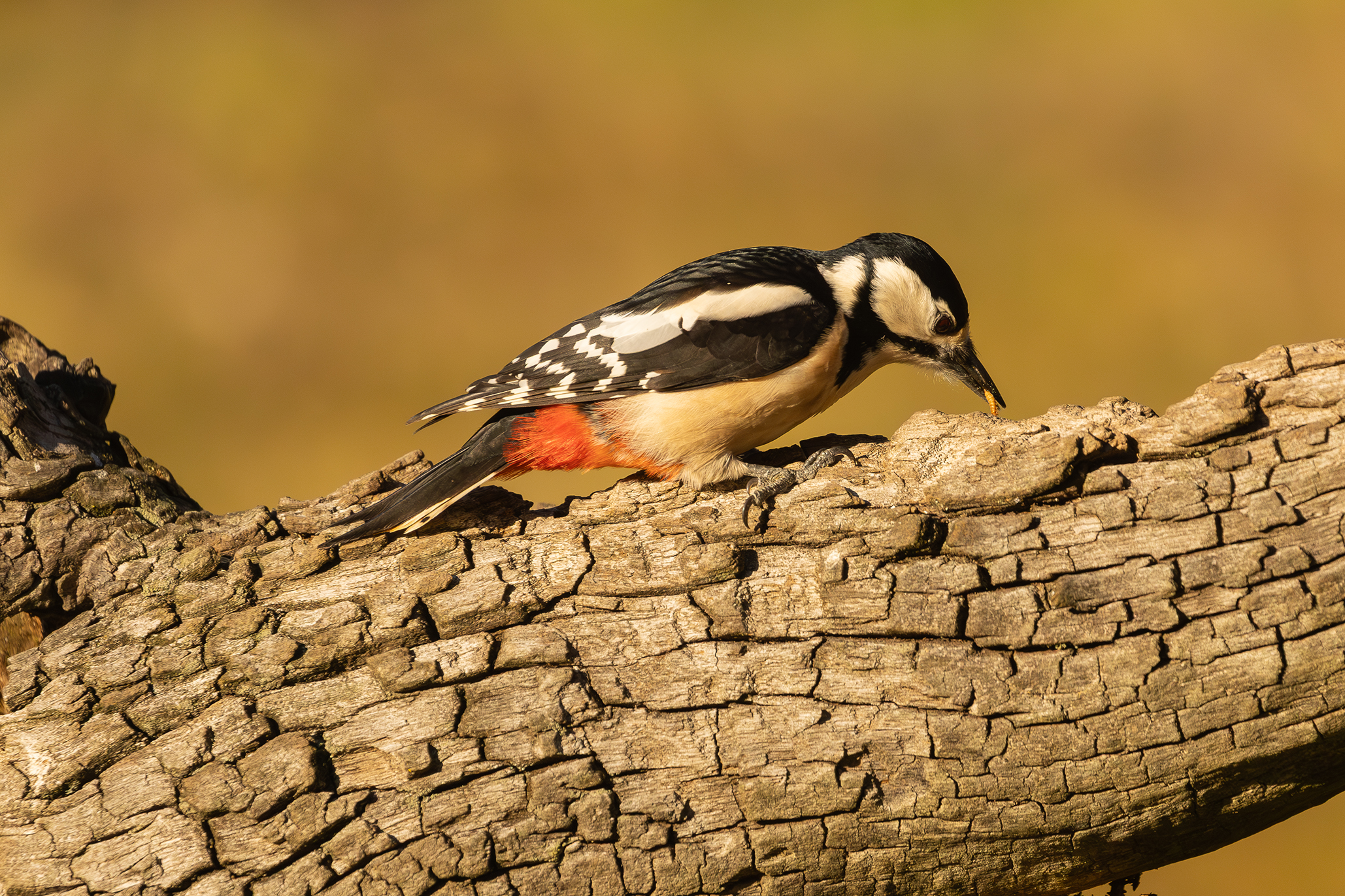 Red Woodpecker at meal