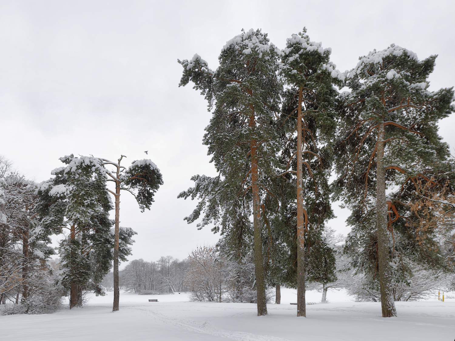 Inverno al Parco