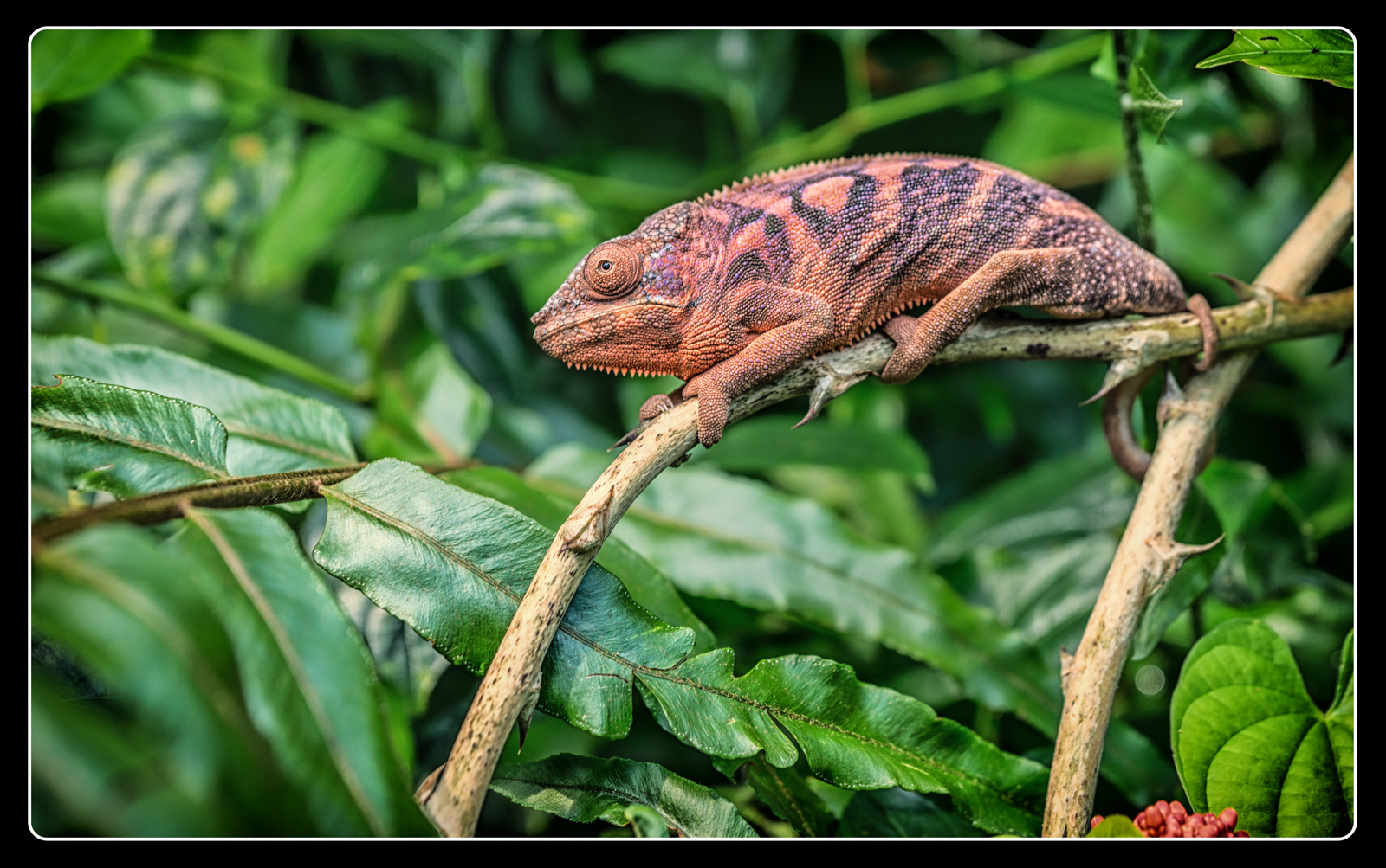Chameleon 3