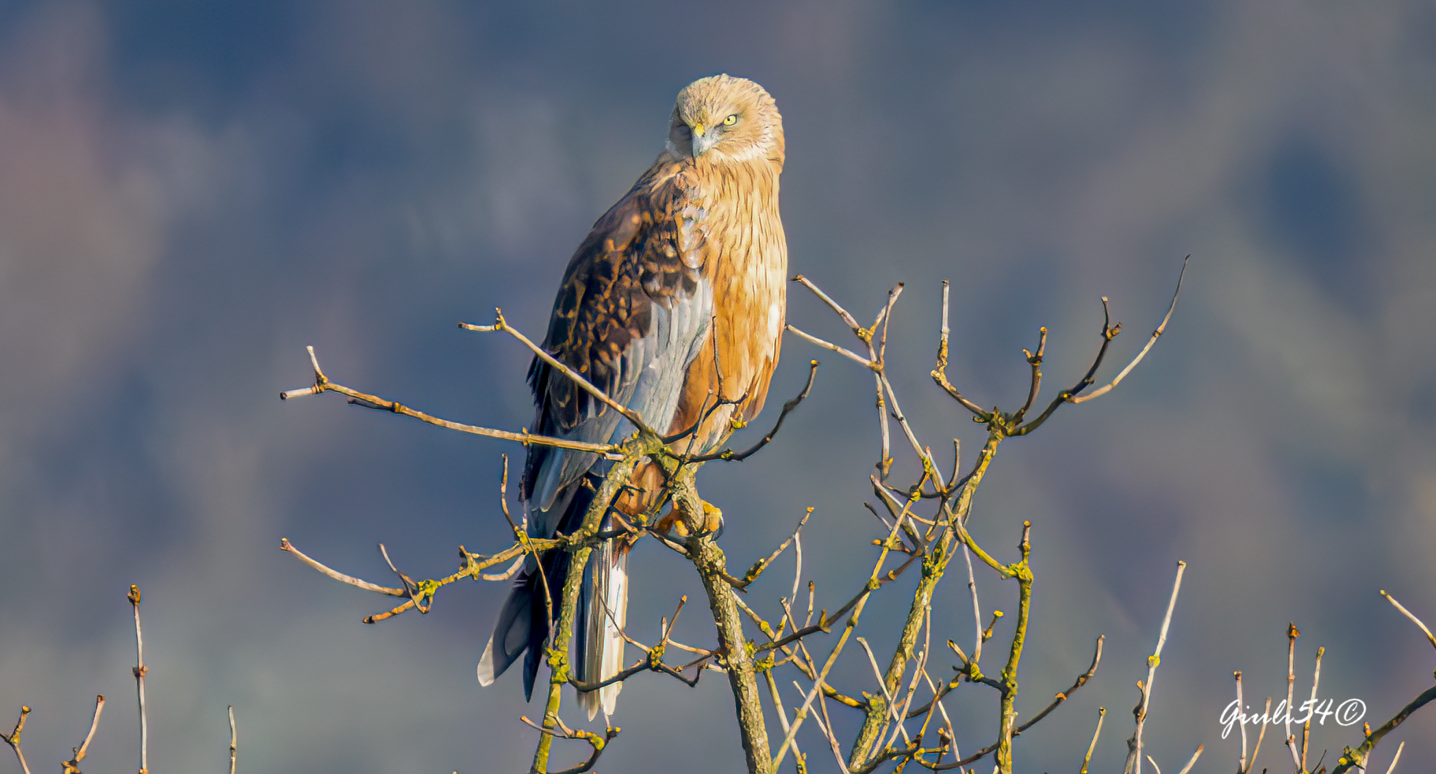 The Marsh Harrier 1