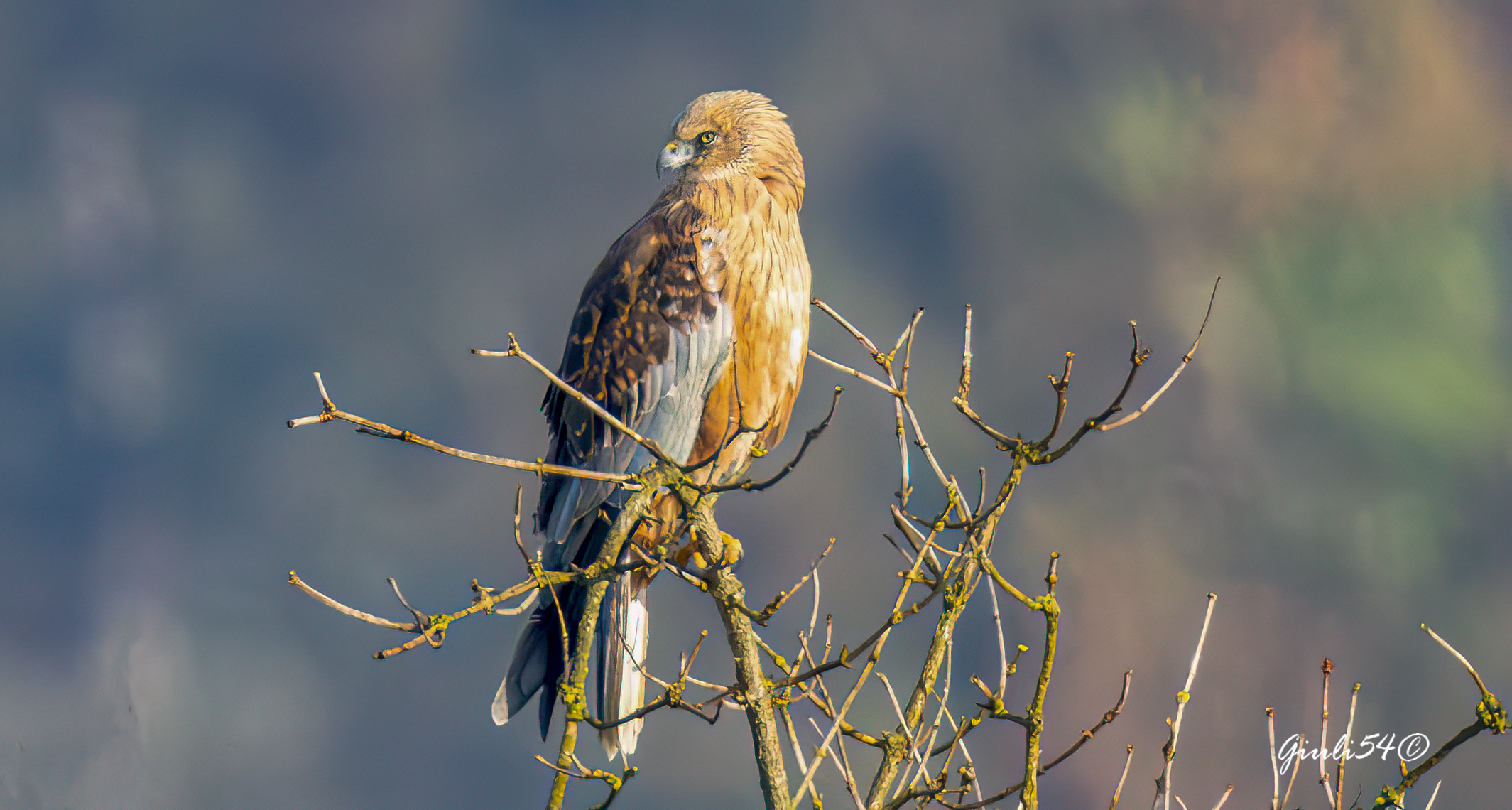 The Marsh Harrier 2