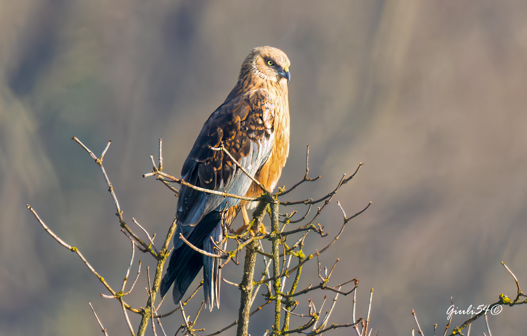 The Swamp Harrier 3