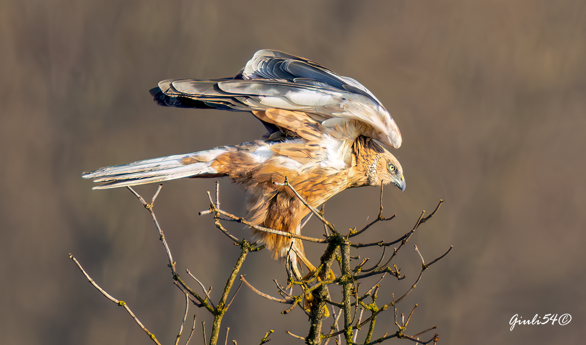 The Marsh Harrier 5