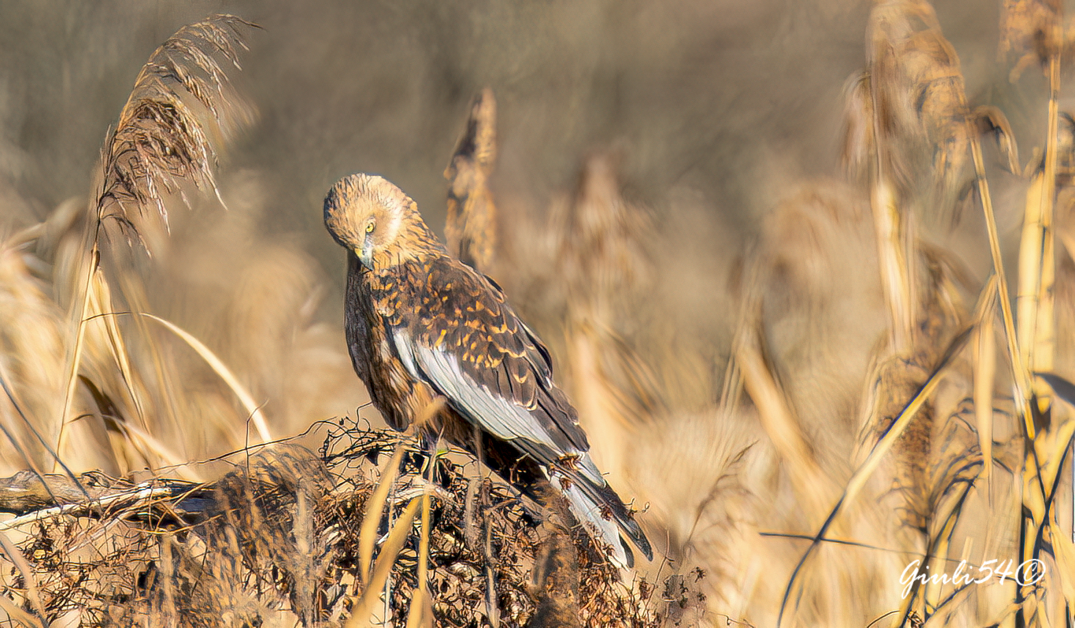 The Marsh Harrier 6