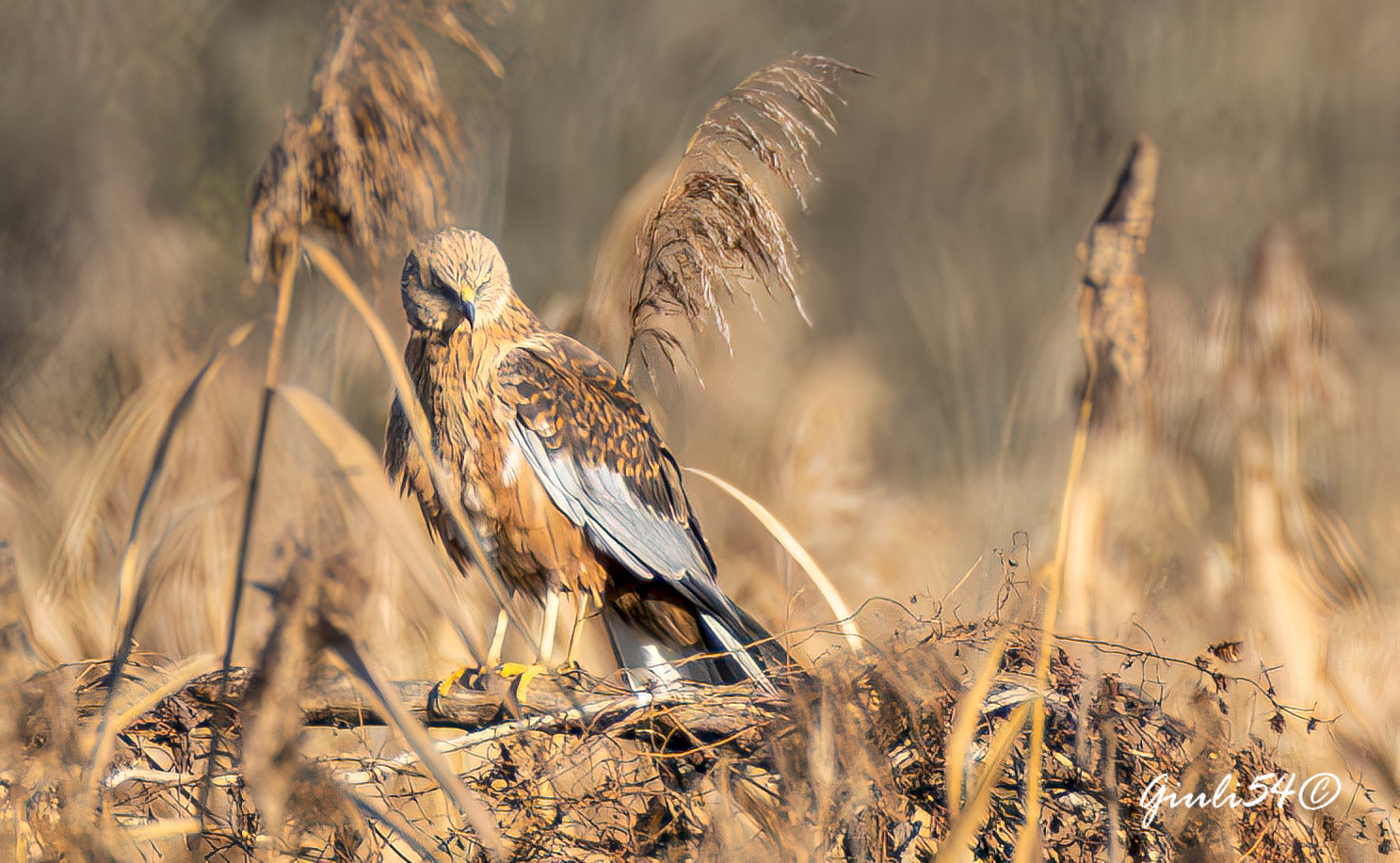 the Marsh Harrier 7