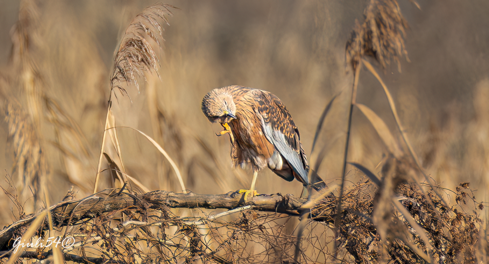The Marsh Harrier 9